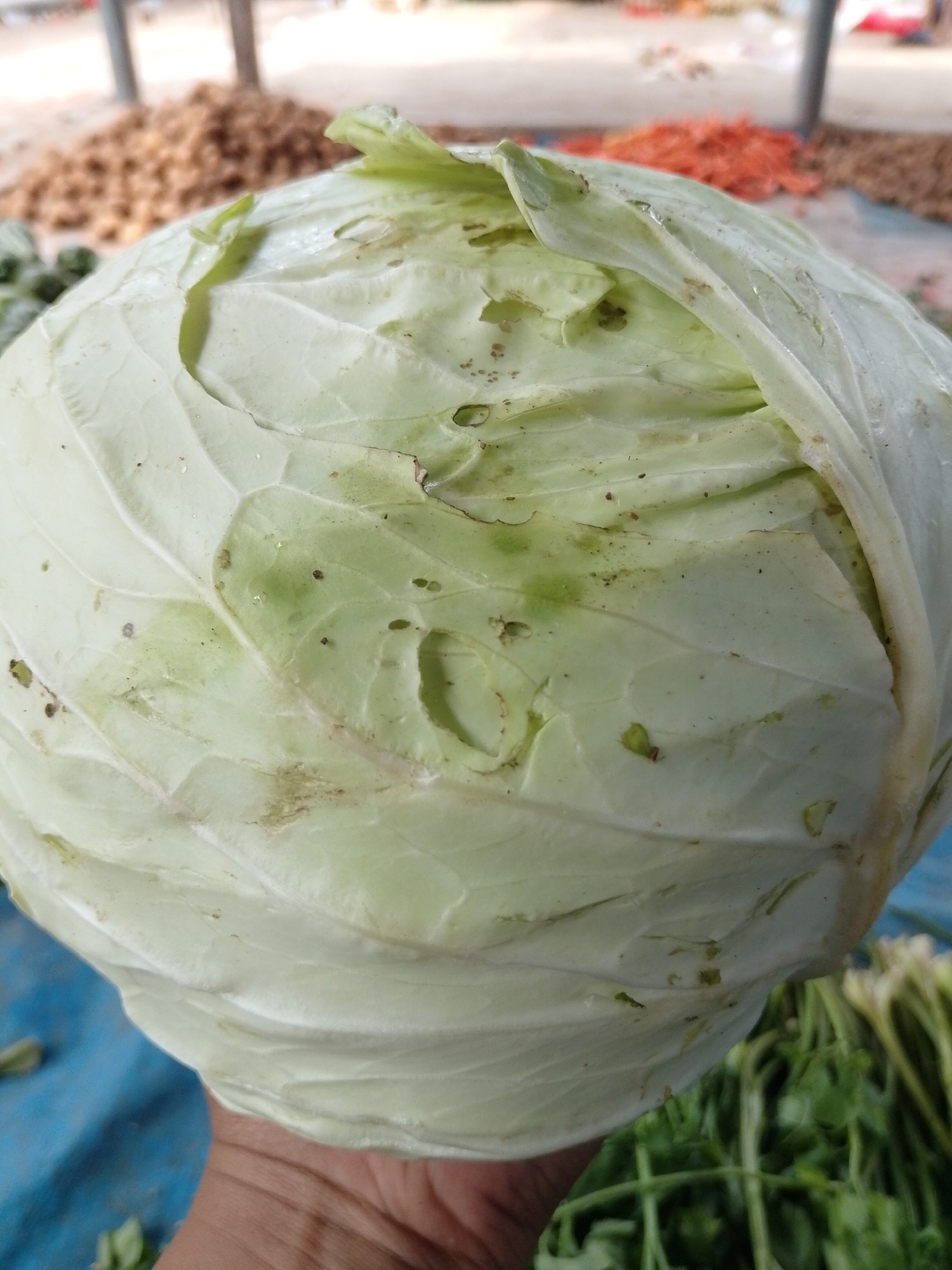 The image shows a close-up of a light green cabbage head held by a hand. The cabbage has some minor blemishes and small holes on its outer leaves. In the blurred background, there appears to be a market setting with piles of vegetables and possibly root vegetables. A blue tarp is visible beneath some of the produce. The overall scene suggests an outdoor market, likely in Lhokseumawe, Indonesia, given the context provided.