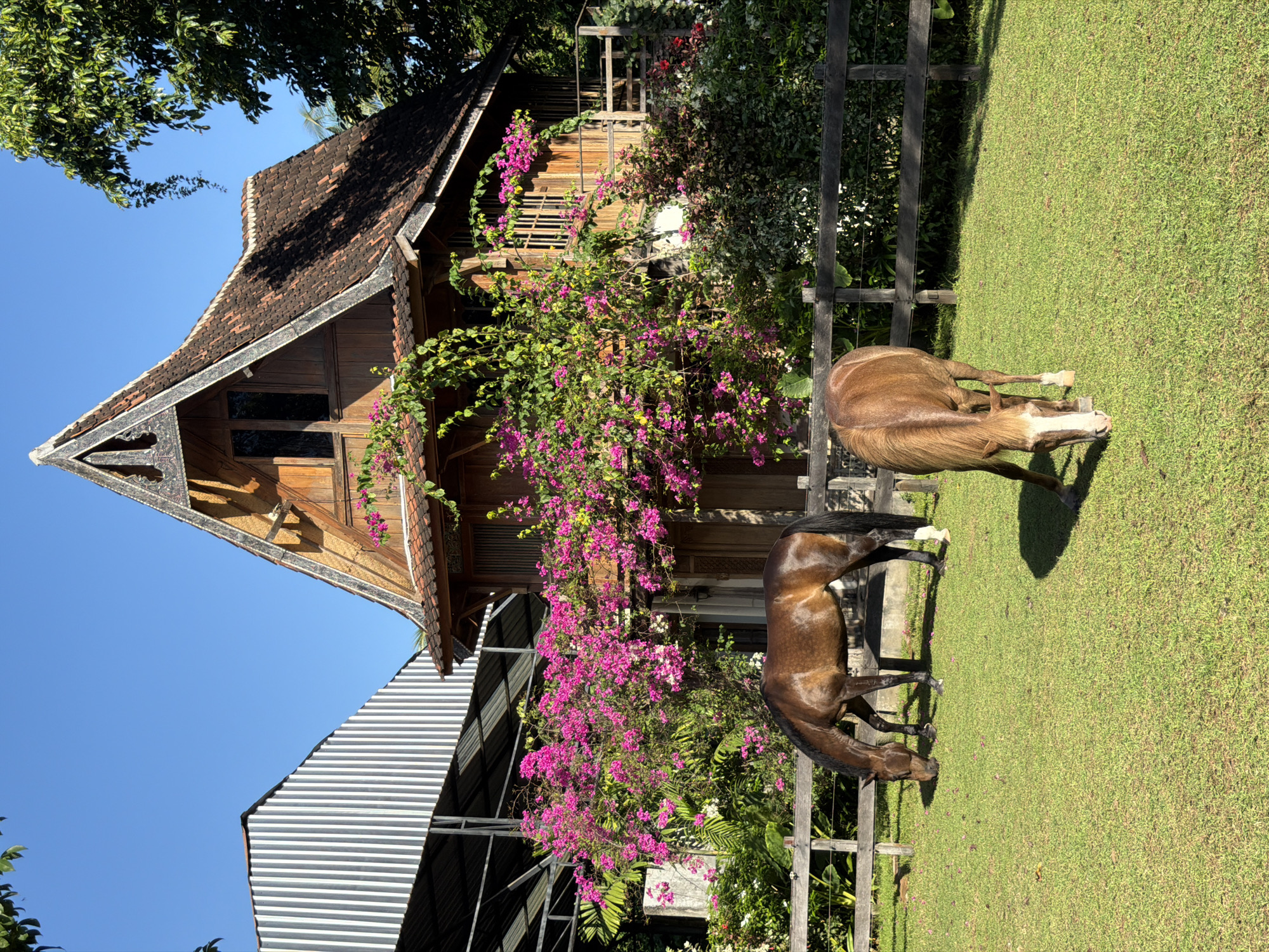 The image captures a scene in Kediri, Indonesia. In the foreground, two horses graze on a lush green lawn, bordered by a wooden fence. Behind the horses, there is a traditional wooden building with a distinctive, steeply angled roof, adorned with intricate carvings. Bright pink bougainvillea flowers climb along the building's facade. Adjacent to the traditional structure is a modern building with a corrugated metal roof. The sky is a clear blue, suggesting a sunny day.