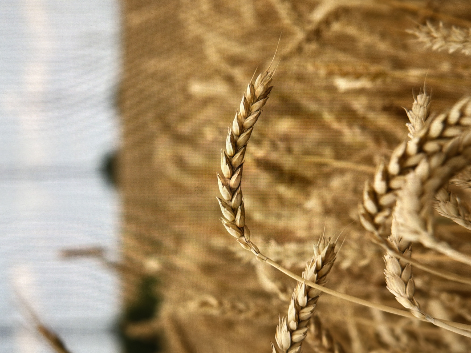 The image depicts a close-up view of a golden wheat field, likely in an agricultural area on the outskirts of Kyiv, Ukraine. In the foreground, a single stalk of wheat is prominently featured, with its grains clearly visible. Several other wheat stalks are present, some in focus and others blurred in the background, creating a sense of depth. The environment is an open field under a hazy sky, with distant trees forming a blurred silhouette. There are no people or animals visible in the frame. The overall impression is one of a rural landscape during harvest time.