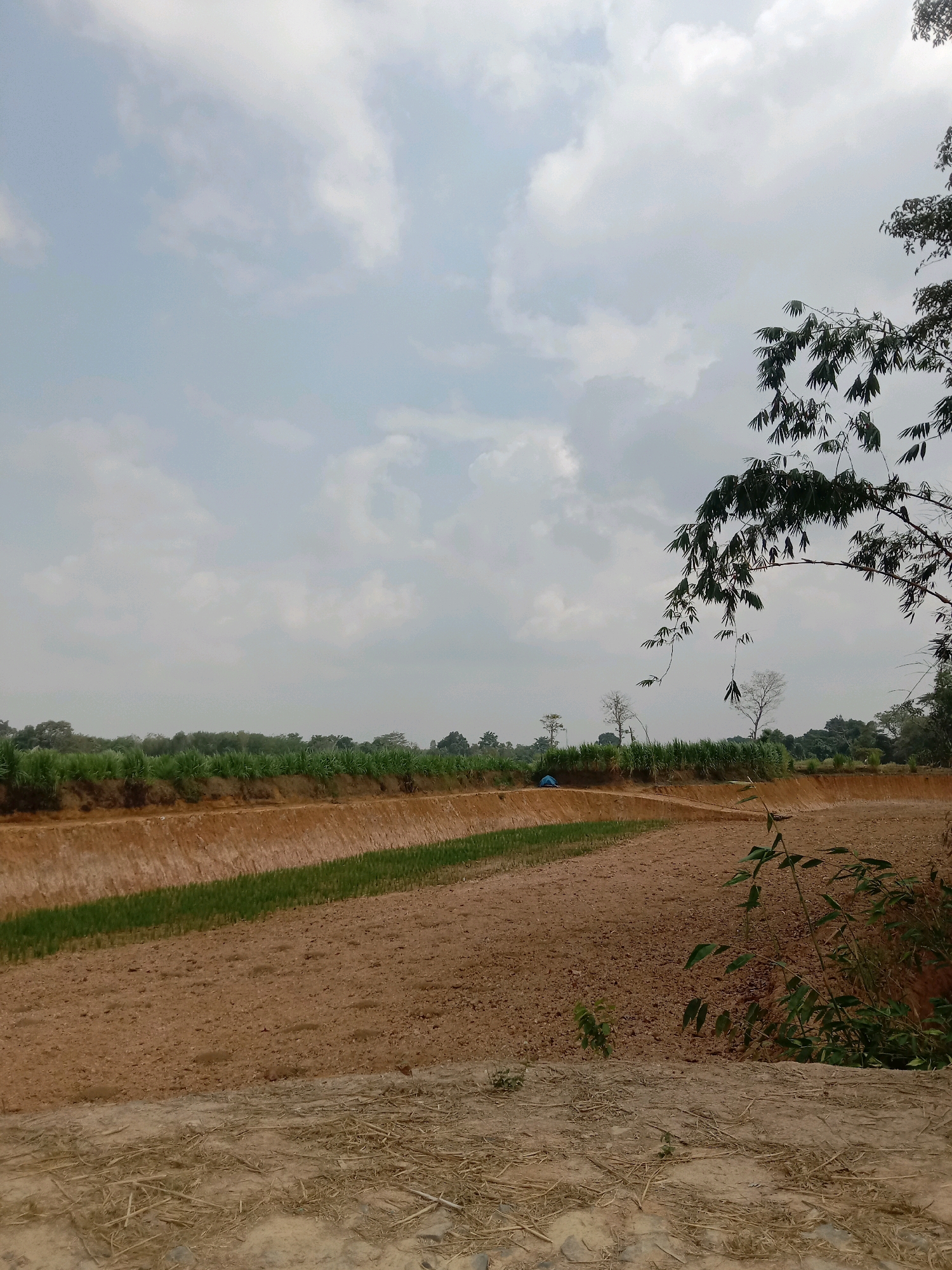 A rural landscape in Utama Jaya Mataram, Indonesia, features a dug-out area, possibly for agriculture or water management. The terrain is predominantly dry, brown soil, with a strip of vibrant green vegetation growing along the lower edge of the excavated area. Beyond this, a dense line of tall, green reeds or sugarcane forms a natural barrier. The background is populated by various trees, with the sky above filled with scattered, light gray clouds against a pale blue backdrop. In the upper right corner, the branches of a dark-leafed tree extend into the frame, adding a touch of shadow and foreground detail. A small, blue tent is visible in the middle distance, near the reeds. The overall scene depicts a cultivated or developing agricultural plot under a partially overcast sky.