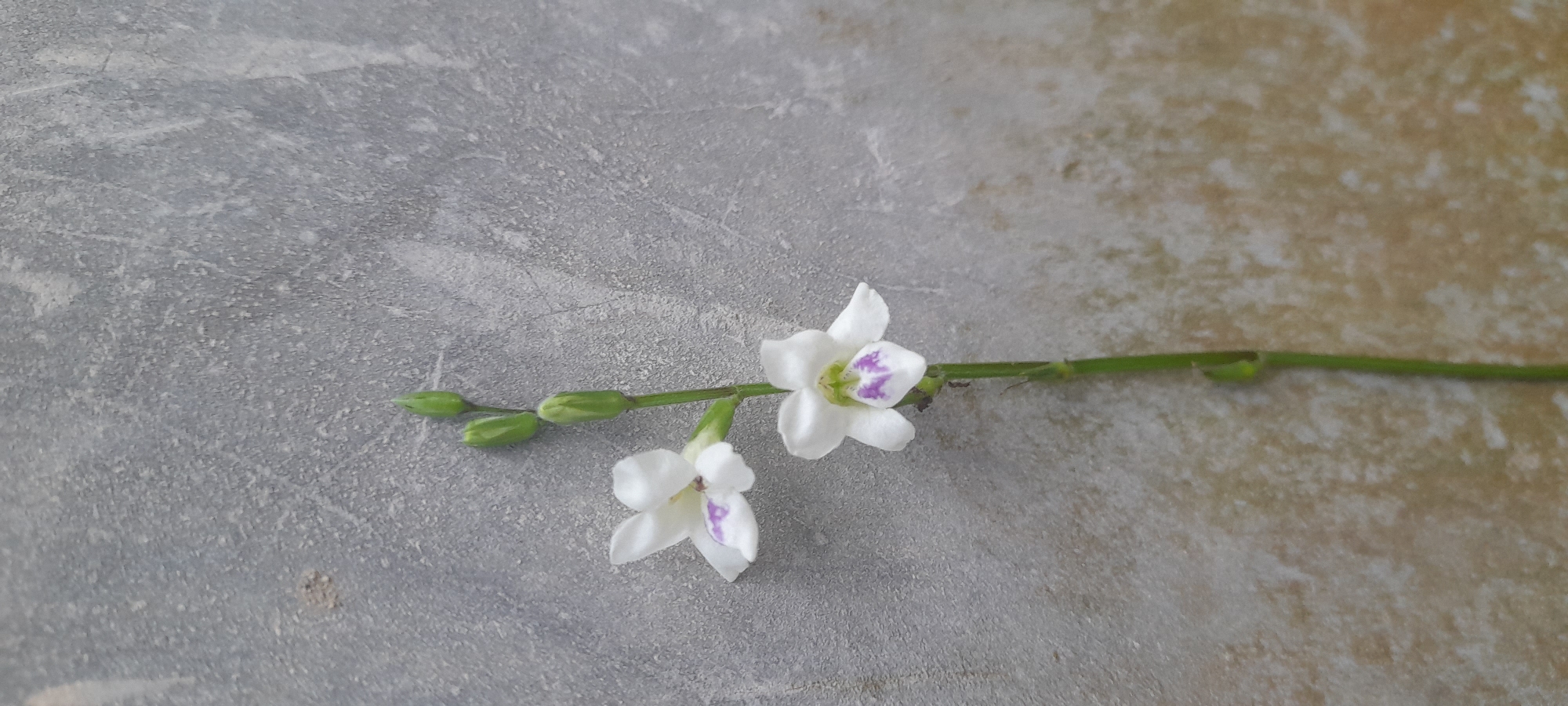 A branch with two white flowers and several green buds lies on a gray surface. The flowers have purple markings on their petals. The branch is green and has small, segmented sections. The background surface appears to be a concrete or stone material with variations in texture and color. There is no evidence to support the location of Buketteukuh, Indonesia. There is no evidence of people or interactions.