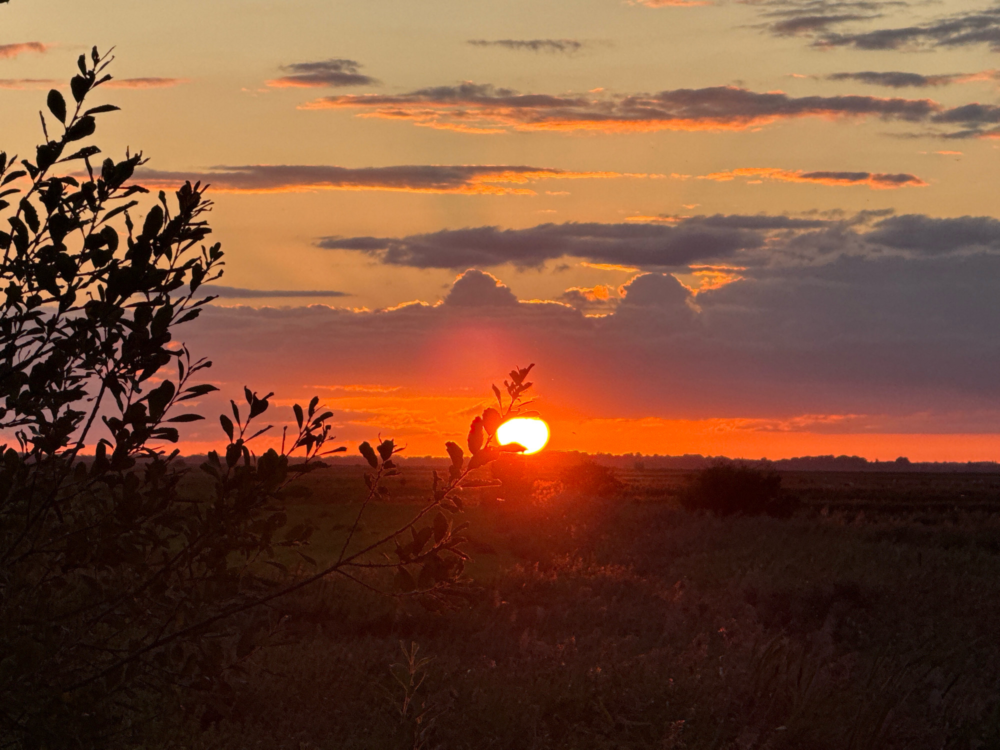 The image depicts a sunset over a rural landscape, possibly near Great Yarmouth, United Kingdom. In the foreground, silhouetted branches and leaves of a tree or shrub are visible on the left side of the frame. The sun, a bright orb, is partially obscured by these branches and is low in the sky, casting a warm, orange and red glow. The sky is filled with a gradient of colors, from pale yellow at the top to deep orange and red near the horizon. Wispy clouds are scattered across the sky, some catching the sunlight and appearing bright orange.
The middle ground shows a field or marshy area, with tall grasses and low vegetation. A darker, silhouetted line of trees or bushes marks the distant horizon. The overall impression is one of a peaceful, natural setting at the end of the day. There are no people or man-made structures clearly identifiable in the image. The lighting suggests the photograph was taken during the golden hour, just before sunset.