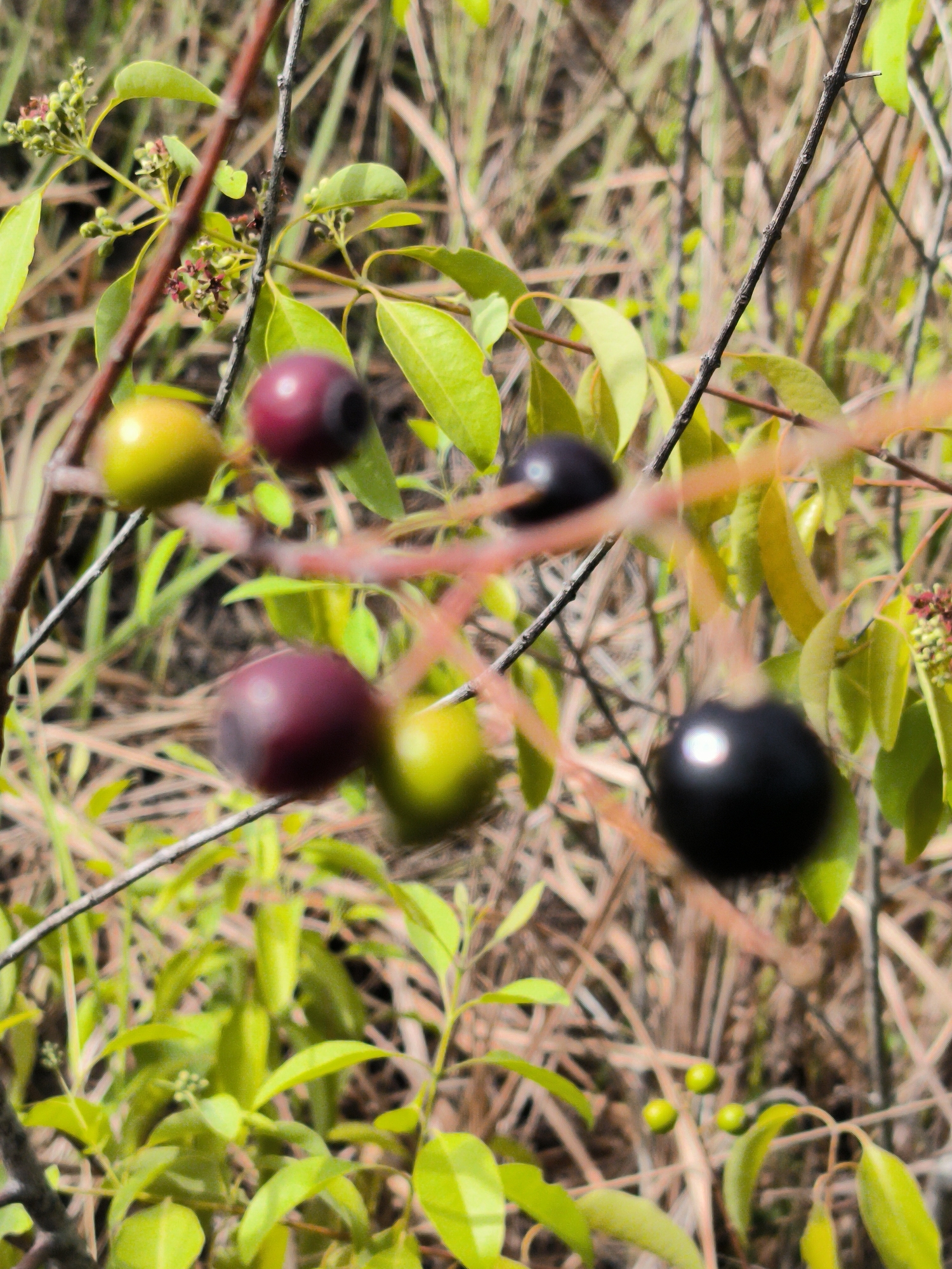 The image depicts a close-up view of a plant with several berries on its branches. The berries are varied in color, with some appearing green and others a dark purplish-black. The plant has green leaves, some of which are slightly yellowish, and thin, brown stems. Small clusters of underdeveloped buds or flowers are also visible. The background consists of blurred dry grass and foliage, suggesting an outdoor environment. The lighting indicates it is daytime. The scene is devoid of human presence and no discernible action is taking place. This image was captured in the city of Lhokseumawe, Indonesia.