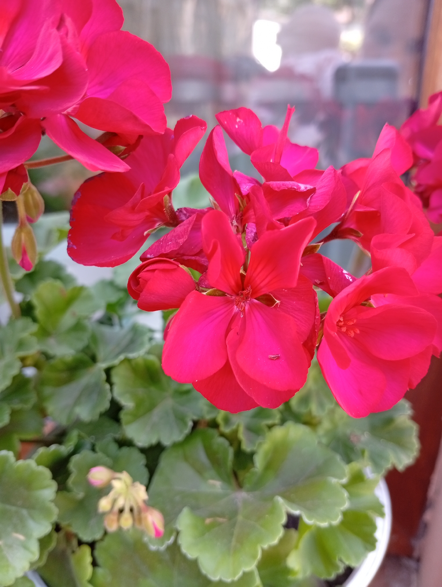 The image shows a close-up of bright pink geranium flowers in bloom. The flowers are clustered together, with some petals unfurling and others still in bud. The leaves of the plant are a vibrant green, with a slightly serrated edge. The background is softly blurred, suggesting an outdoor setting, possibly a garden or windowsill. There is a hint of a window and building structure in the background. The image is sharp and well-lit, capturing the delicate details of the flowers and foliage.