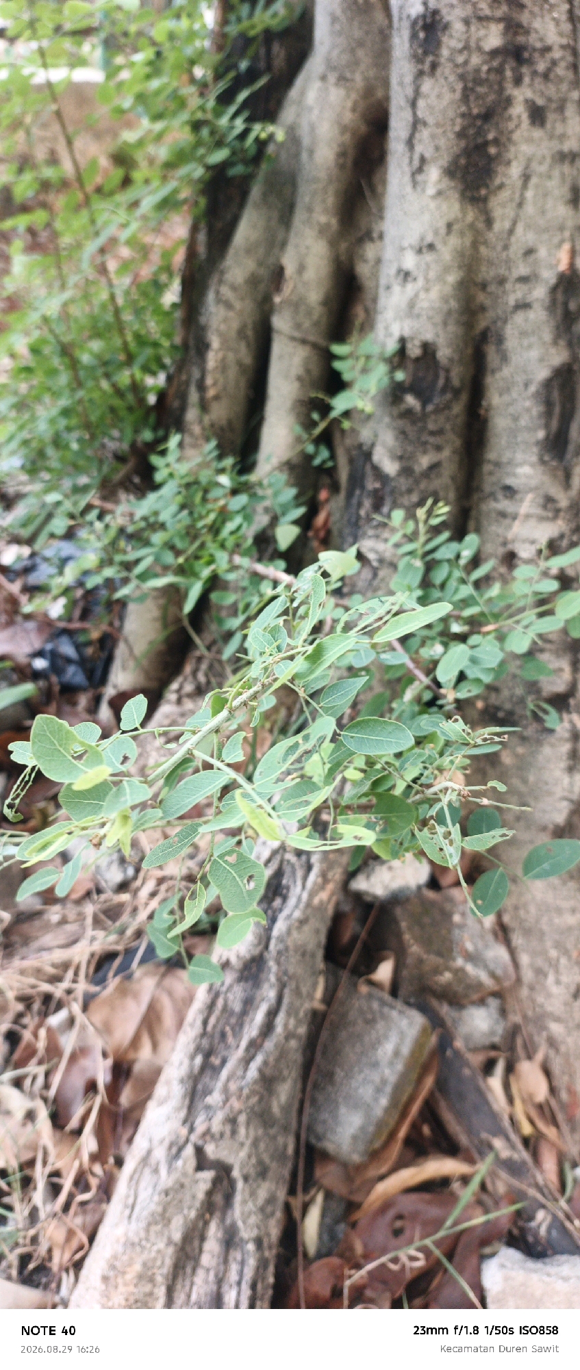 The image shows the base of a large tree with multiple thick trunks, surrounded by greenery and fallen leaves. Small green branches with delicate leaves extend from the ground towards the tree trunks. Some leaves show signs of being eaten. The ground is covered with dirt, brown leaves, and some small rocks. In the lower right corner, there is text overlay indicating the camera settings: "23mm f/1.8 1/50s ISO858" and the location "Kecamatan Duren Sawit". The date and time stamp at the bottom left reads "2026.08.29 16:26". The scene appears to be an outdoor environment, likely a park or a natural area within the mentioned district.