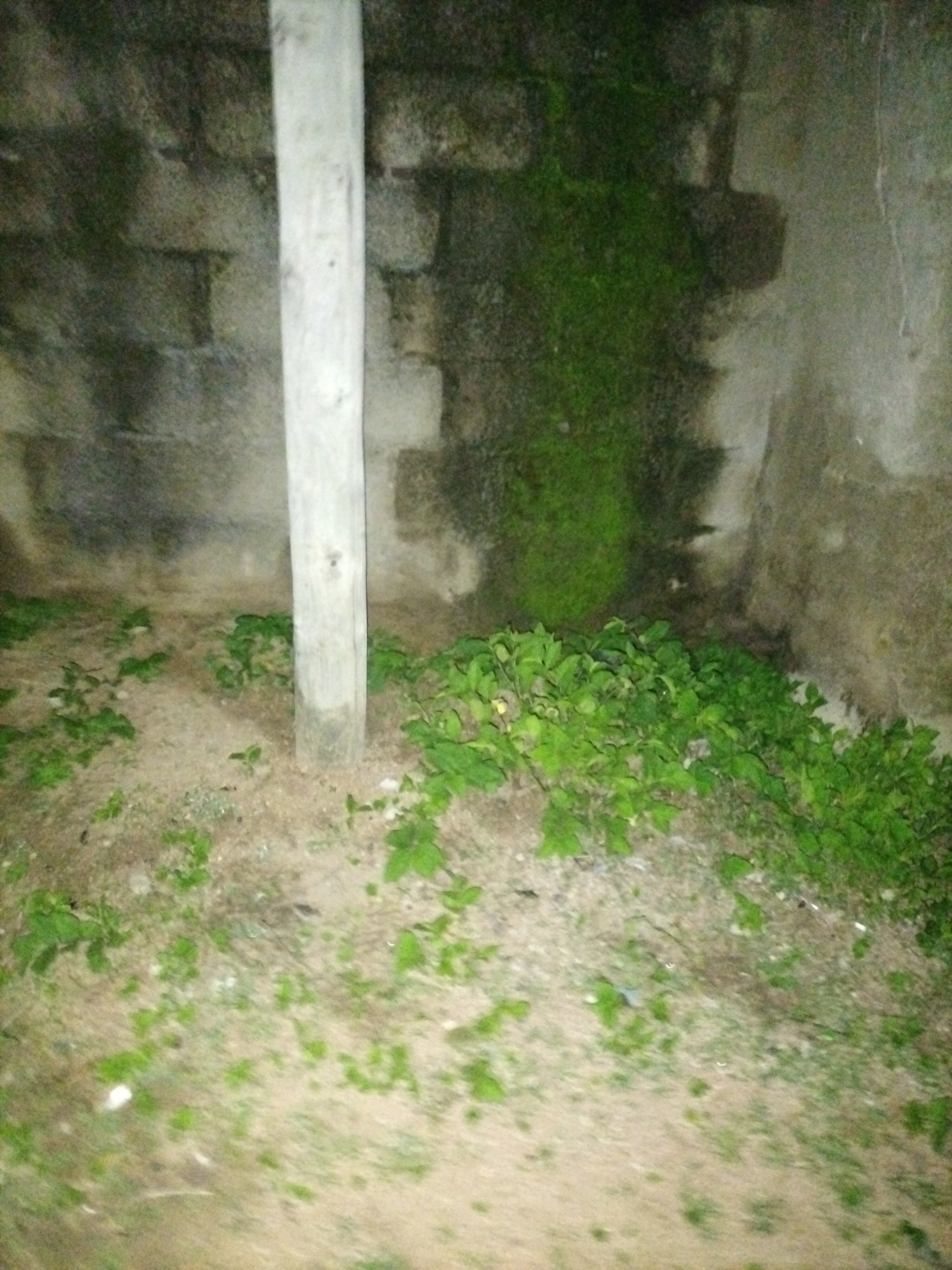 A wooden pole stands vertically in the foreground, centrally positioned. The pole is weathered and appears to be made of light-colored wood with visible grain and some dark markings. Behind the pole, a rough, textured wall made of concrete blocks extends horizontally across the background. The wall is stained with dark patches, possibly from moisture or algae growth, particularly on the left side. Green vegetation, primarily leafy plants, grows in clumps around the base of the pole and extends along the wall. The ground in front of the wall is a mixture of sand and soil, with scattered smaller plants and debris. The scene is dimly lit, suggesting it might be evening or an indoor location with poor lighting. The overall impression is of an outdoor, possibly neglected, area. The location is specified as the city of Jalingo, Nigeria.
