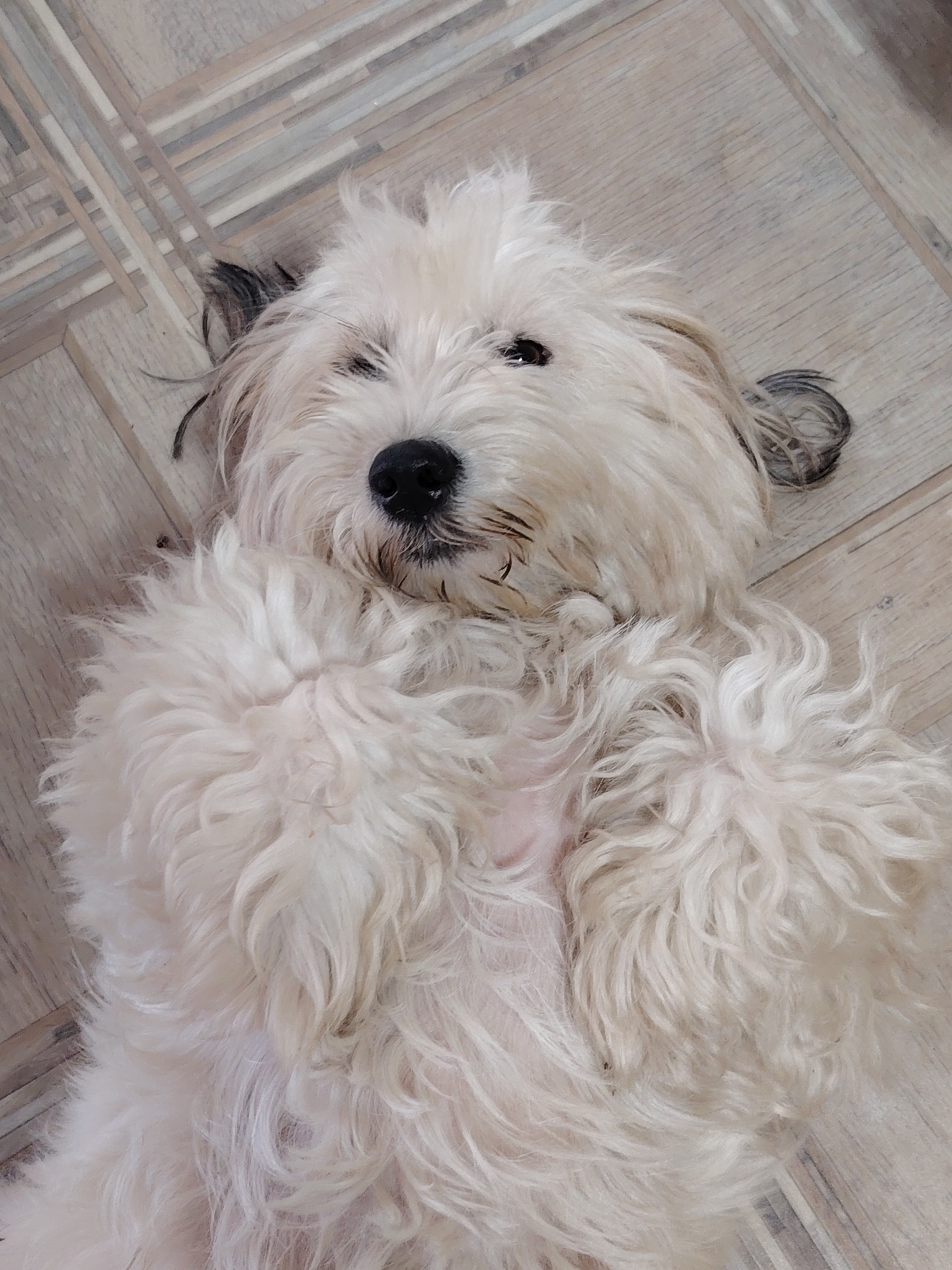 A fluffy, cream-colored dog with dark ear tips and a dark nose is lying on its back on a light-colored wooden floor with a parquet pattern. The dog's fur is shaggy and appears tousled. Its eyes are partially closed, and its head is tilted slightly. The dog's belly is exposed, and its paws are curled up. The image is taken from a high-angle, looking down at the dog. The environment is indoors, likely a home, in Rostov-on-Don, Russia. There are no other people or objects clearly visible in the frame.
