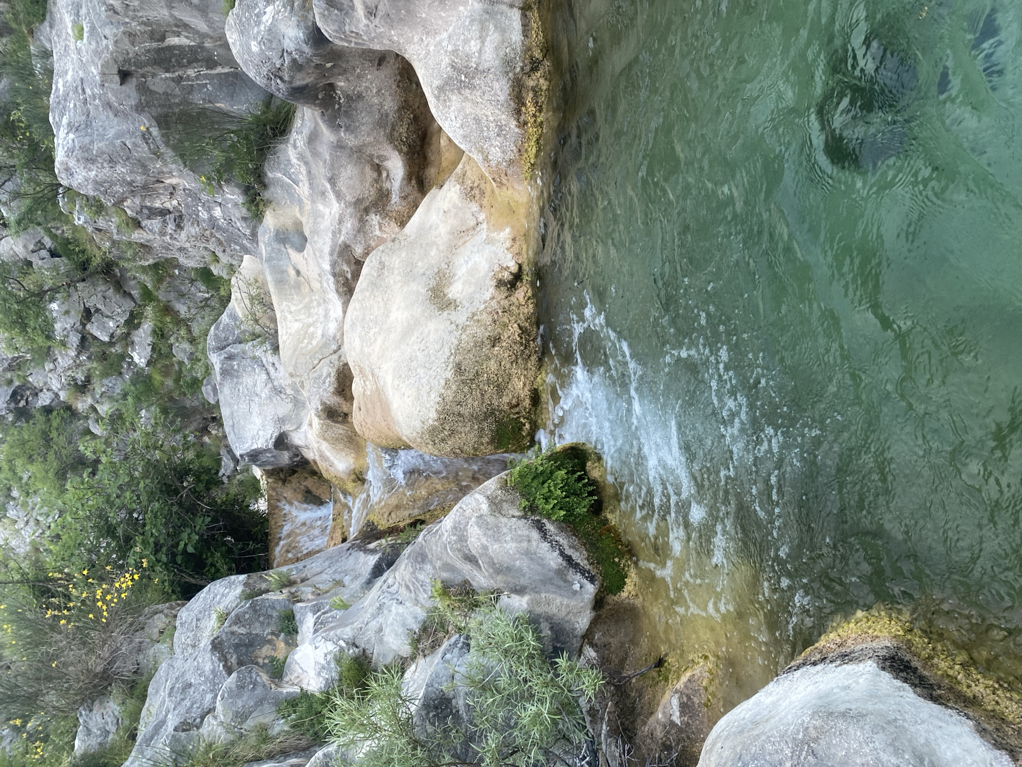 This image captures a serene natural landscape featuring a clear, flowing river surrounded by large, rugged rocks and lush vegetation, set in Zupci, Montenegro. The primary subjects are the river, the rock formations, and various types of plants.
The scene depicts water moving through a rocky channel, with small cascades and ripples visible where the current is stronger. The river water is a striking greenish-blue hue, suggesting depth and purity, and appears calm in some sections, while exhibiting white foam and small waves in others. Large, light-grey boulders, some covered with green moss or algae, form the banks and bed of the river, guiding its flow.
On the left side of the image, rocky slopes rise, sparsely covered with green bushes and smaller plants, including some with bright yellow flowers, indicating springtime or early summer. The overall lighting suggests it is daytime, with no harsh shadows, implying either an overcast sky or a period outside of direct midday sun. The weather appears calm and clear, enhancing the clarity of the water.
There is no discernible human activity or any visible text. The overall impression is one of natural beauty and tranquility, highlighting the untouched wilderness of the region. A dark, indistinct shape is visible beneath the surface of the deeper water, possibly a submerged rock or shadow.