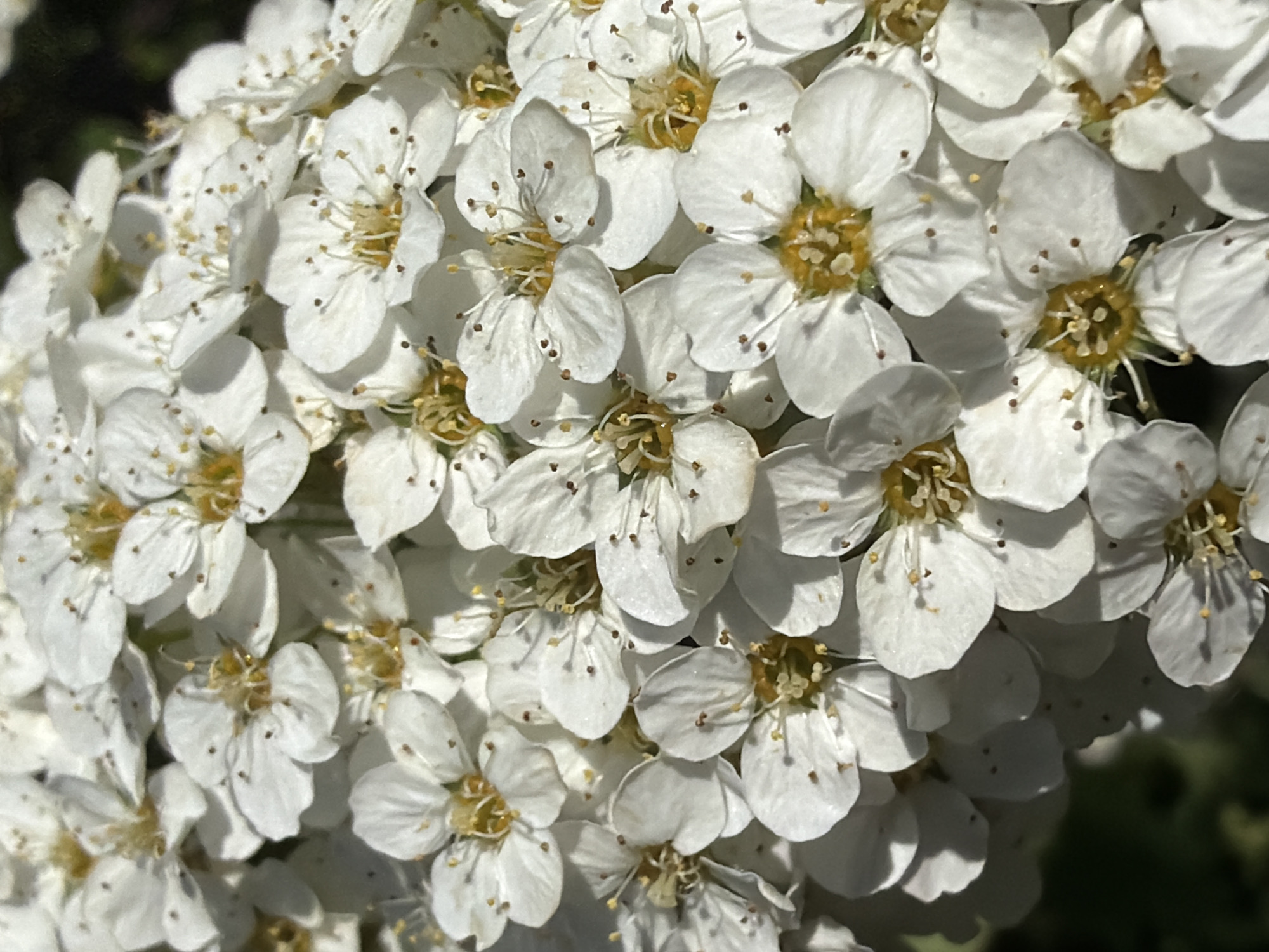 The image shows a close-up view of a dense cluster of small, white flowers. Each flower has five petals and a yellow center with prominent stamens. Tiny brown spots are visible on the petals. The background is blurred and appears to be green, suggesting foliage. The scene likely depicts a flowering shrub or tree. No people are visible. The provided location is irrelevant as it is not evident in the image.