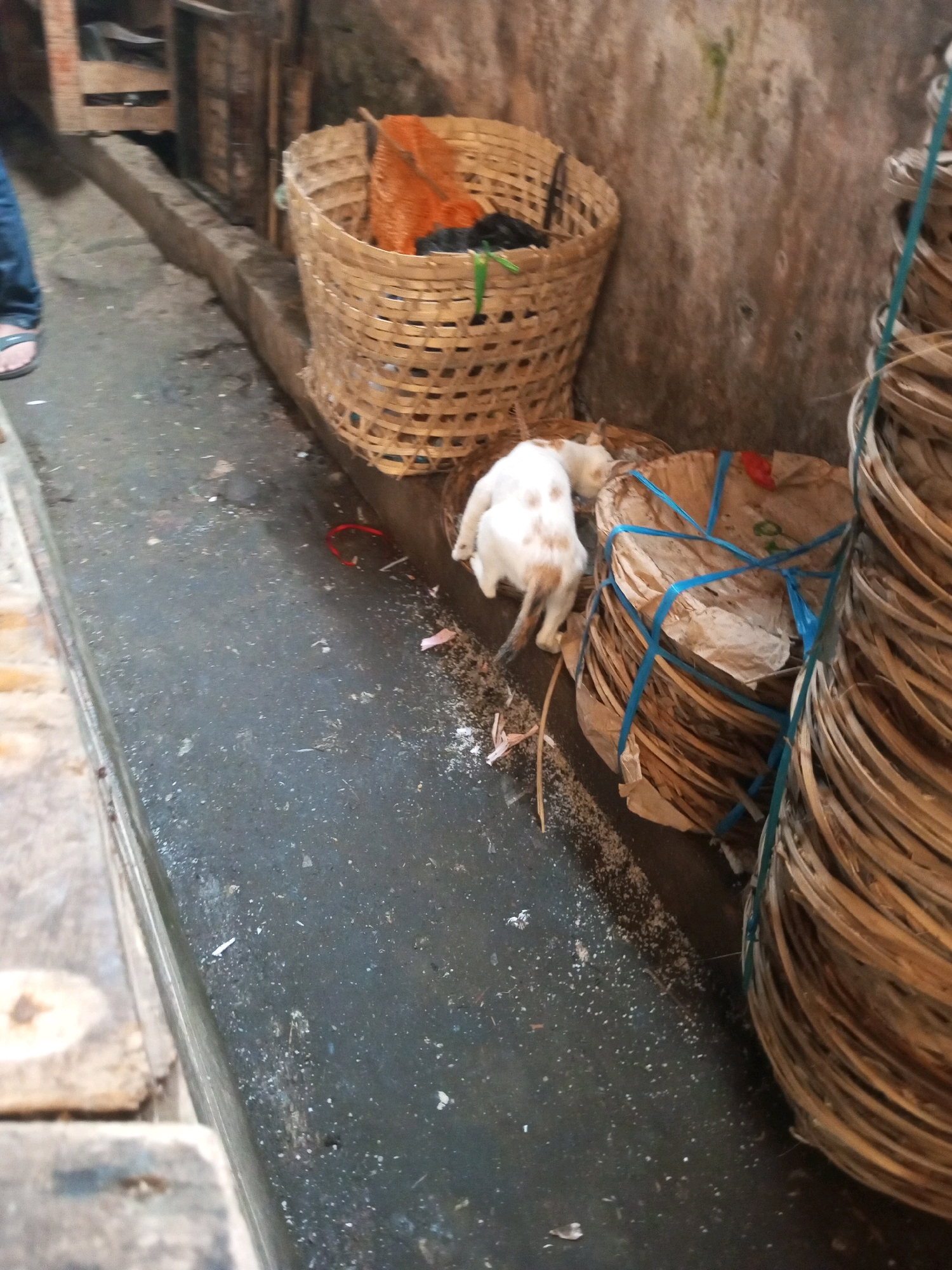 In Kalibeber, Indonesia, a white cat with orange markings is seen near several woven baskets. The cat is crouched low, facing away from the camera. One large basket, made of woven bamboo, is filled with what appears to be orange fabric and possibly black netting. Next to it are two stacks of flattened woven baskets, bound together with blue plastic ties. The ground is a dark, gritty surface, with scattered debris including small white and pink fragments. A person's legs, wearing blue jeans and sandals, are visible on the far left, standing near a wooden structure. The background is a rough, textured wall.