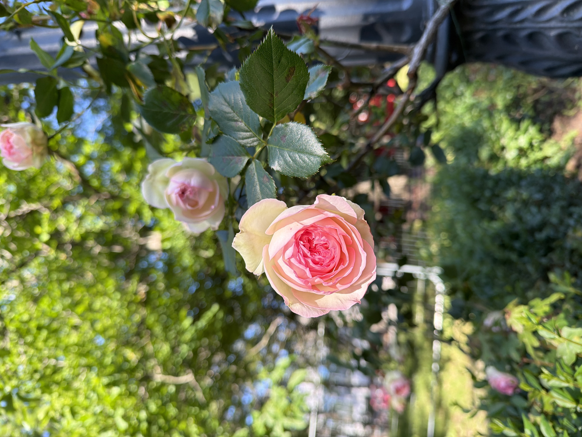 The image shows a cluster of pink roses with green leaves in focus, against a blurred background of foliage and possibly a garden setting. A metallic structure, possibly a trellis or fence, is partially visible at the top of the frame. Given the prompt, the location is assumed to be somewhere in the city of Sofia, Bulgaria, although there are no explicit elements confirming this. There are no people visible in the image.