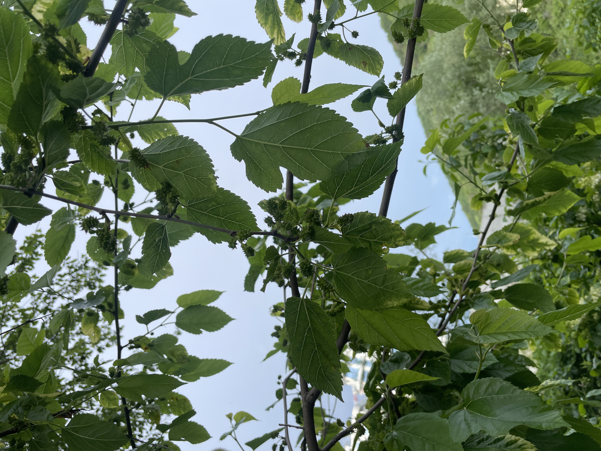 The image depicts a close-up view of a tree branch with green leaves and what appear to be unripe fruits, possibly berries. The leaves are broad and textured with visible veins. The branches are thin and brown. The sky is visible through the foliage, suggesting an outdoor setting. The image provides no visual information to confirm the location in Olginka, Russia, or any details about people, actions, or interactions.