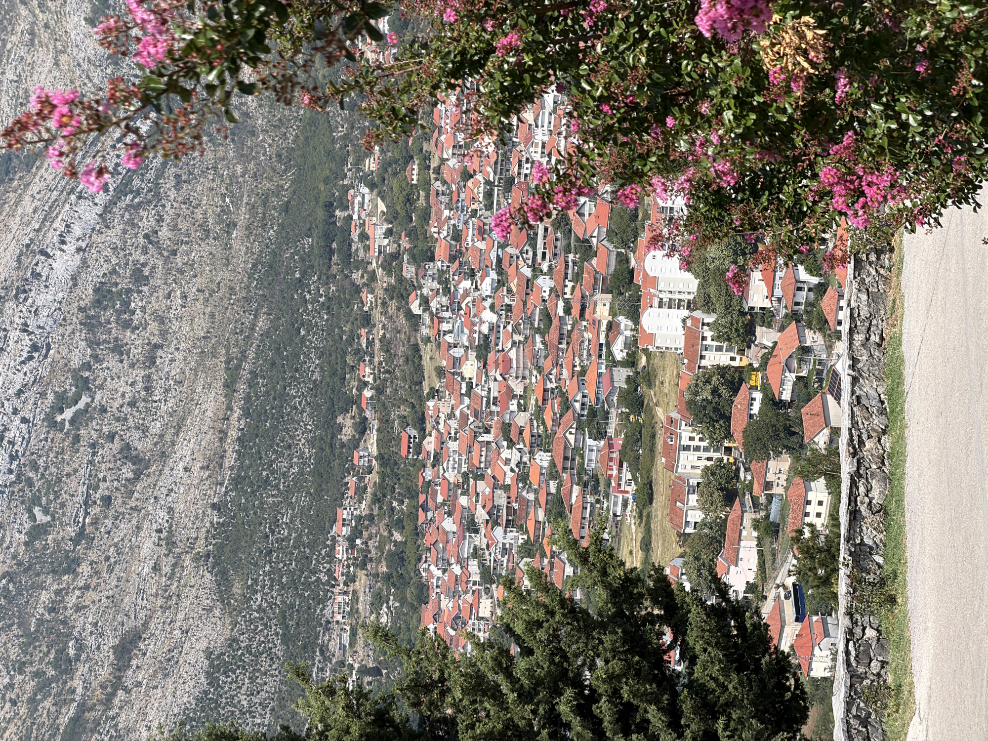 This is a high-angle, eye-level medium shot of a densely populated residential area in Trebinje, Bosnia and Herzegovina, bathed in bright daylight. In the foreground, a low, rough-hewn stone wall runs horizontally, with a paved path curving in front of it. To the left, the dark green foliage of a large conifer tree partially obscures the view. To the right, a vibrant flowering shrub with numerous pink blossoms and green leaves dominates the frame, creating a naturalistic foreground.
Beyond the wall and foliage, the main subject is a sprawling town with a sea of red-tiled roofs. The buildings are primarily low-rise, ranging from single-family homes to slightly larger, multi-story apartment buildings. Many of these structures have white or light-colored facades. The town is nestled on a gentle slope, with roads and pathways winding between the houses.
In the background, a steep, rocky mountain slope rises sharply, sparsely covered with scrubby vegetation and trees. The texture of the mountain is rugged and arid. The sky is not visible in the frame. There are no people or animals evident in the scene. The overall impression is one of a sun-drenched, established residential neighborhood situated at the base of a mountainous landscape.