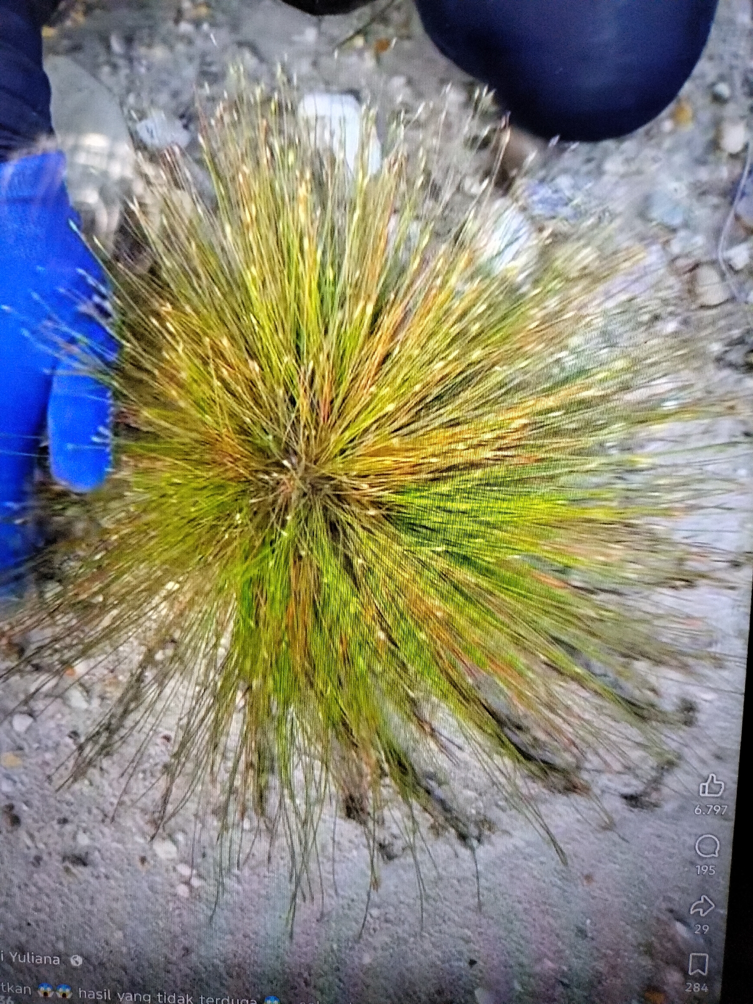 A close-up, top-down aerial view captures a spherical, spiky plant with thin, grass-like leaves in shades of green and yellow. The plant is held in a blue-gloved hand, suggesting it has been recently picked or is being examined. The background is a rough, sandy or gravelly surface, with hints of grey and brown, possibly indicating a natural outdoor environment. The scene is illuminated by natural light, casting subtle shadows.