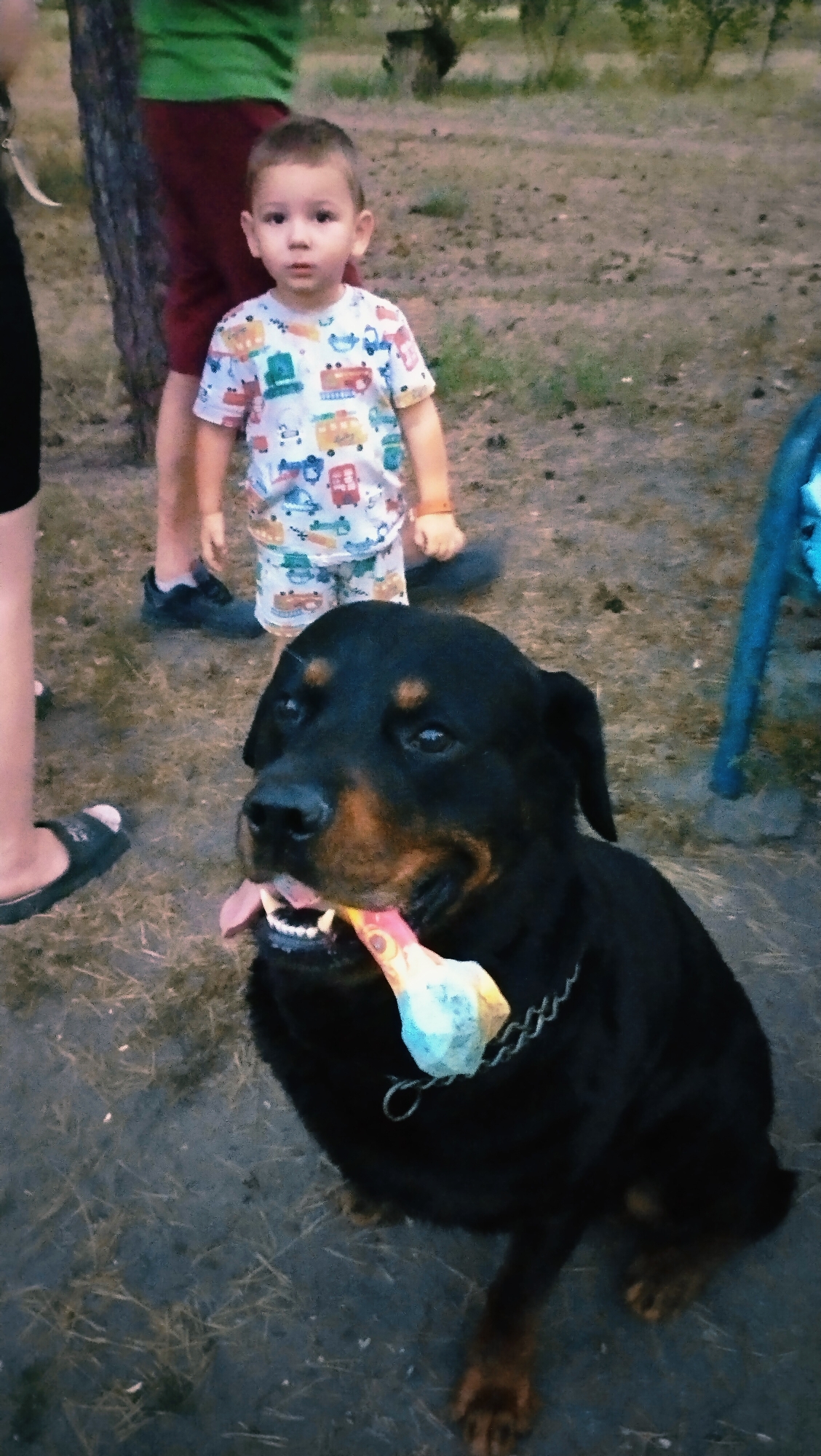 In Horishni Plavni, Ukraine, a black Rottweiler dog is sitting on the ground, holding a colorful object in its mouth. A young boy wearing a t-shirt with a vehicle print stands behind the dog. The background consists of dry grass and dirt, suggesting an outdoor, possibly park-like setting.