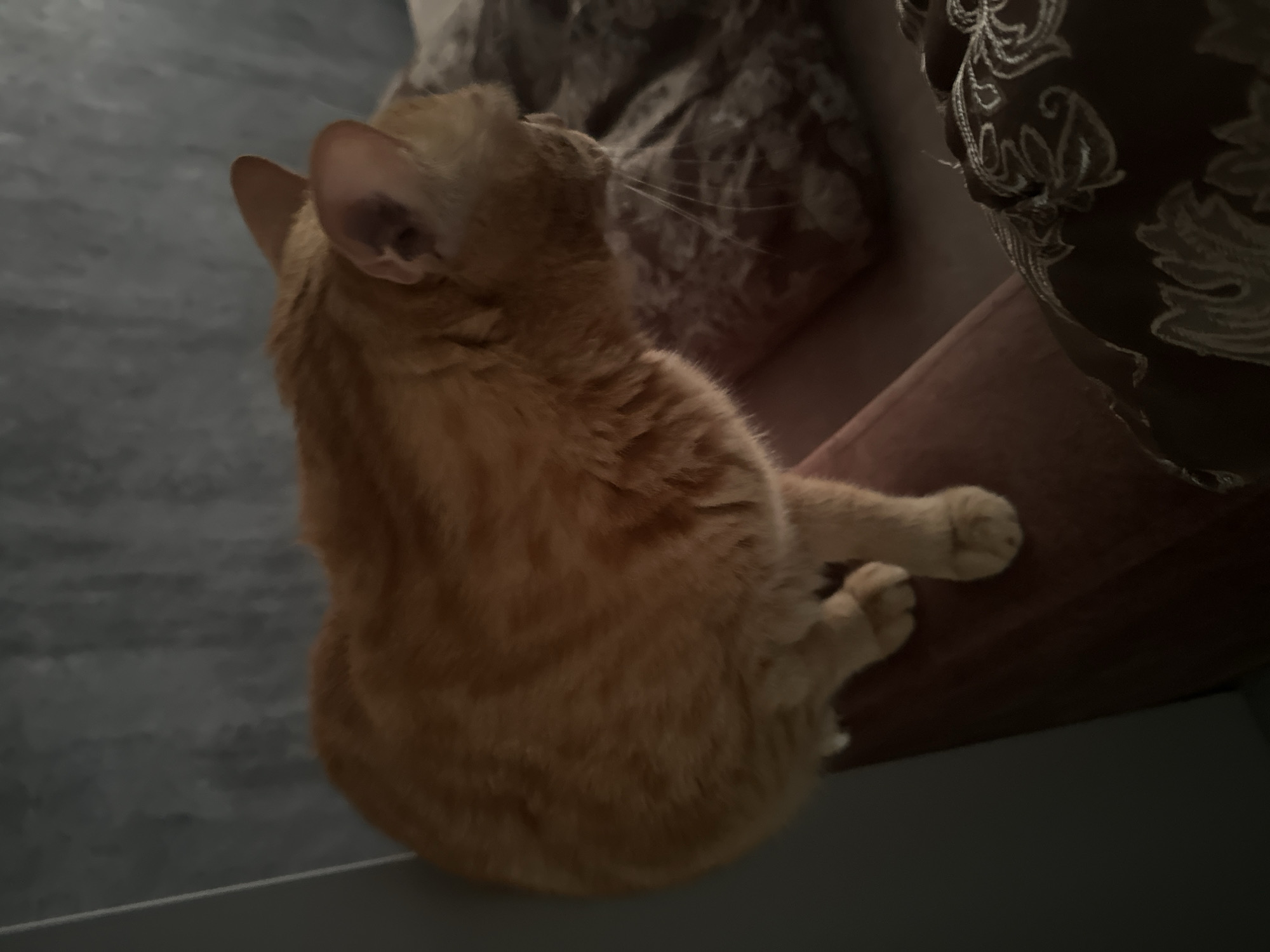 An orange tabby cat is perched on the edge of a couch, facing right. The cat's fur is short and its body is angled away from the viewer. Its front paws are visible, resting on the couch's armrest. The background is softly lit and appears to be an indoor setting, with a textured wall and pillows visible on the couch. The overall scene is dimly lit, creating a calm and subdued atmosphere.