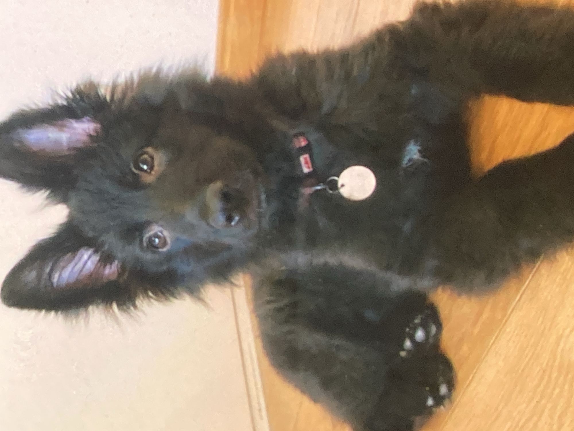 A black, fluffy puppy, likely a German Shepherd mix, is lying down on a wooden floor. The puppy has large, pointed ears, dark eyes, and a black nose. It is wearing a pink collar with a red tag and a round silver dog tag. The background is a plain, light-colored wall. The lighting is soft and natural, suggesting an indoor setting. The image is a close-up shot, focusing on the puppy's face and upper body. There is no visible indication of the location in Ustyvytsia, Ukraine.