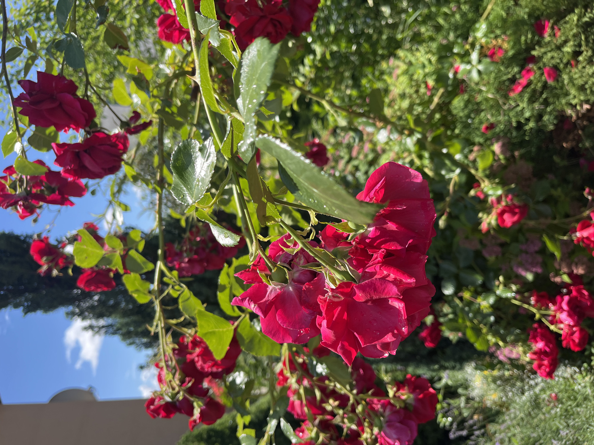 A close-up, medium shot captures a cluster of vibrant red roses in bloom, with many of the flowers displaying delicate water droplets on their petals. The roses are attached to thorny branches and surrounded by lush green foliage. In the background, out of focus, a tall evergreen tree and a portion of a building with an arched detail are visible against a bright blue sky dotted with white clouds. The overall scene is an outdoor setting, likely a garden or yard. The location is identified as Onokivtsi, Ukraine.