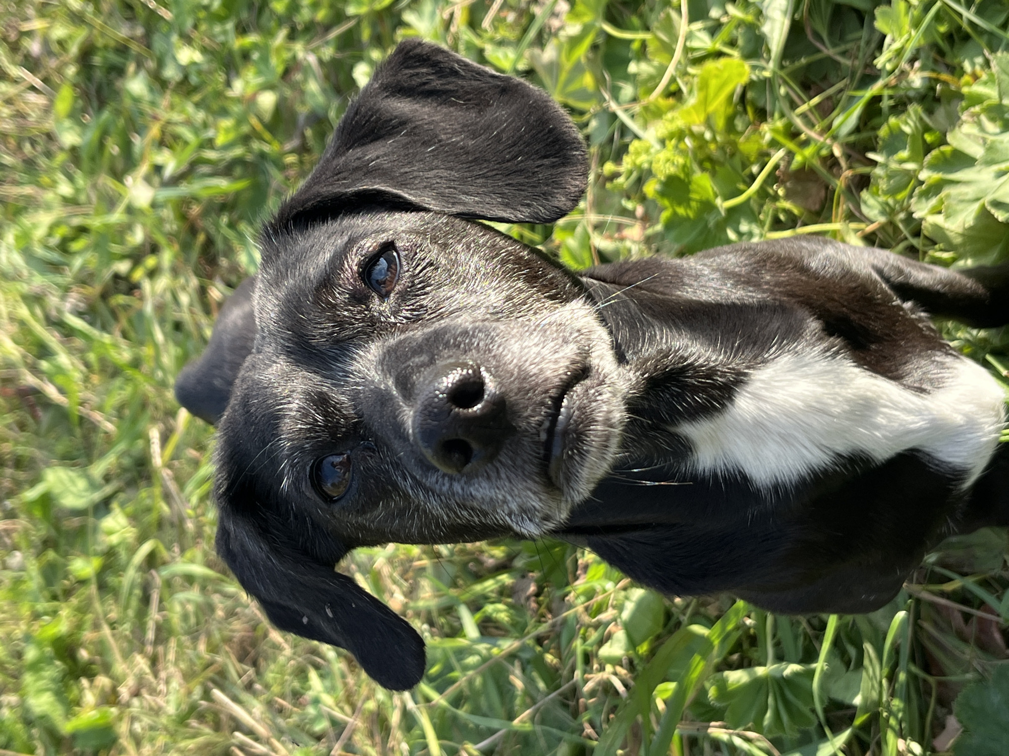 A black and white dog with grey hairs around its muzzle is looking directly at the camera. The dog is outdoors, in a grassy area with some weeds. The lighting suggests it is daytime, with the sun casting shadows. No specific location in Nizhny Tagil, Russia can be determined from the image.