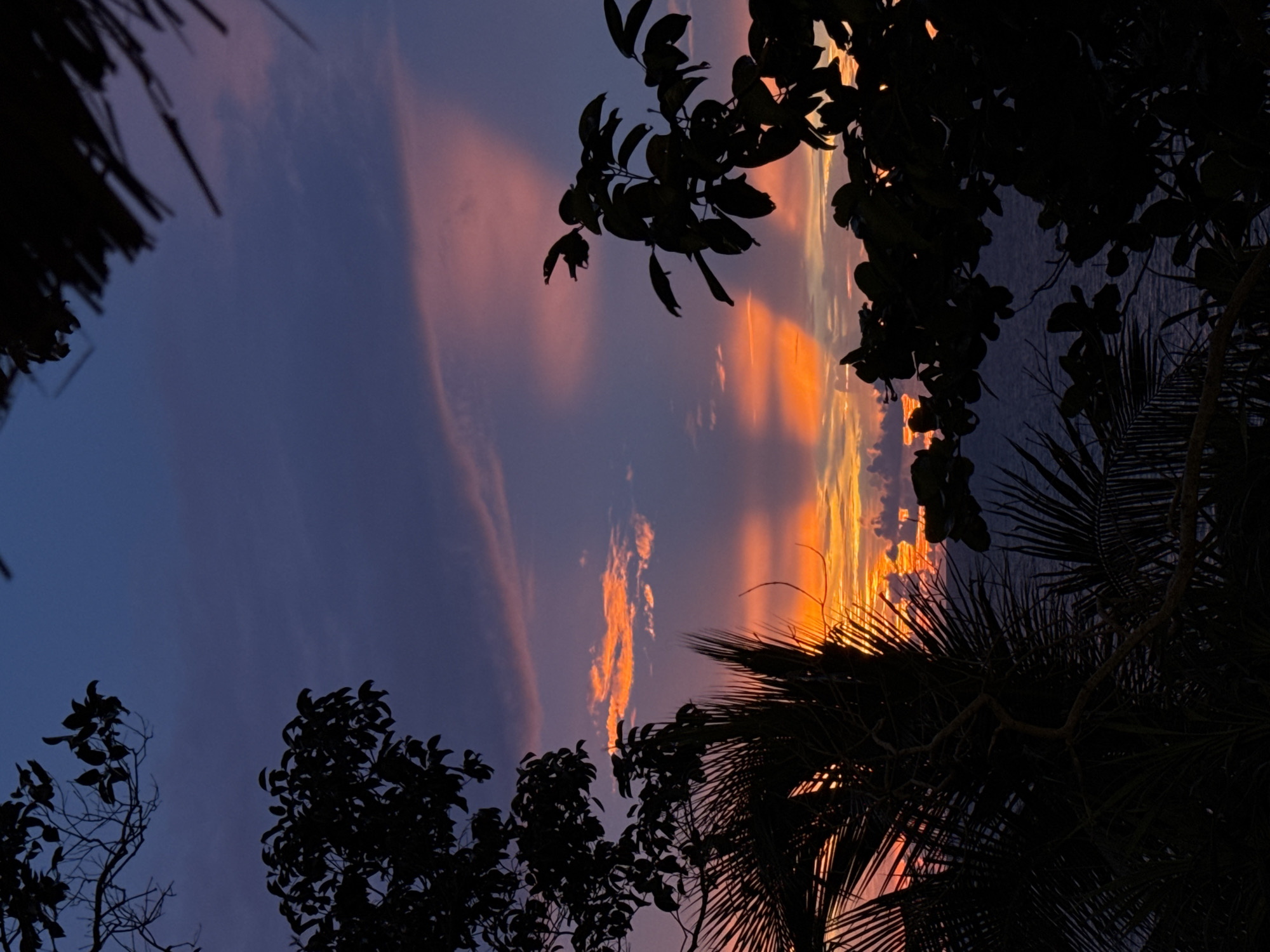This image depicts a serene sunset over the Andaman Sea, viewed from the hills of Karon, Thailand. Silhouetted against the vibrant sky are the dark outlines of tropical foliage, including palm fronds and leafy branches, which frame the scene. The sky transitions from a deep indigo at the top to fiery oranges and pinks near the horizon, illuminated by shafts of light piercing through scattered clouds. The sea below is a deep, calm blue. The image captures a tranquil natural environment with no visible people or man-made structures, emphasizing the beauty of the coastal landscape at dusk.