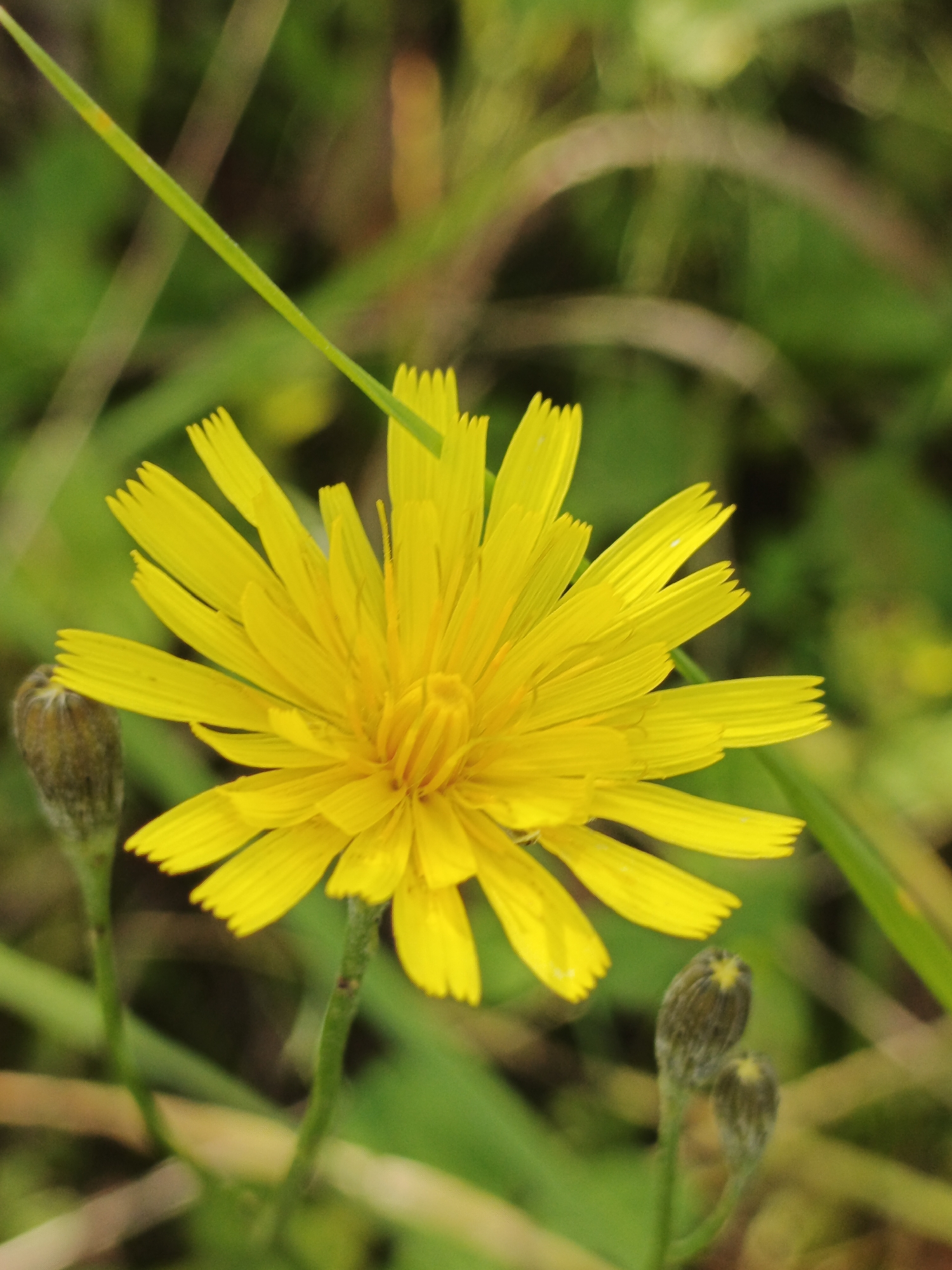 A close-up, eye-level, natural light shot captures a vibrant yellow, composite flower with fringed petals, centered in the frame. The flower is surrounded by a soft, blurred background of green foliage and blades of grass, suggesting an outdoor, natural setting, possibly in the city of Urtiushka, Russia, where such flora would be common. Two unopened flower buds are visible to the left and right of the main flower, also in focus. The scene evokes a sense of stillness and natural beauty, typical of a temperate meadow or garden.