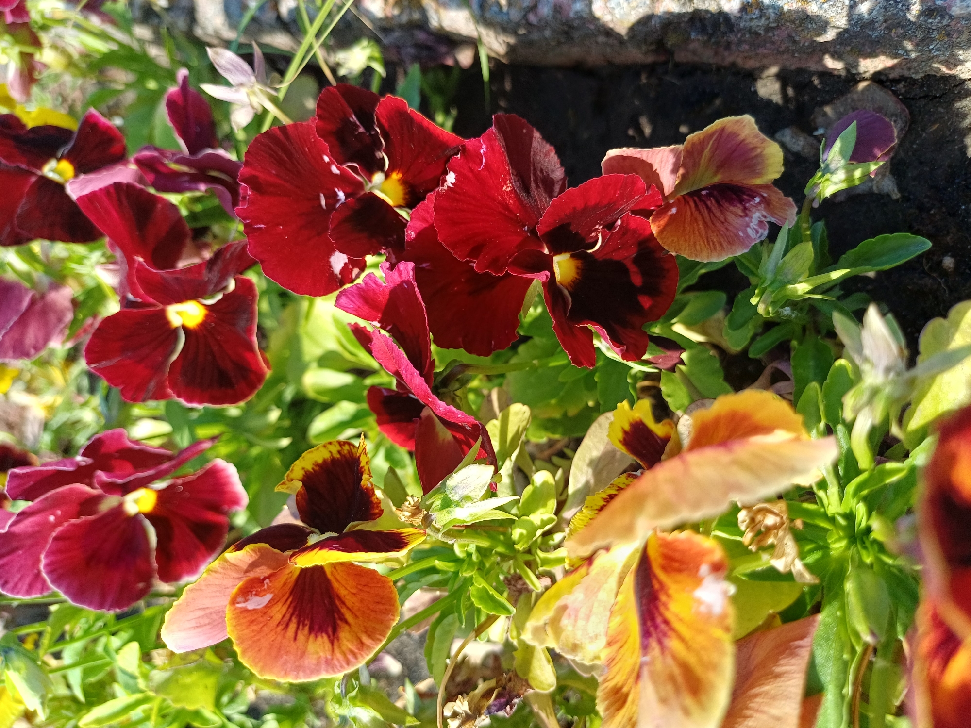 The image is a close-up, top-down view of a cluster of pansies in a garden. The flowers are predominantly deep red, with some having yellow and brown markings. The petals are velvety and slightly iridescent, with some showing water droplets. The leaves are green and lush, providing a backdrop to the vibrant blooms. The ground beneath appears to be dark soil with some scattered stones and a concrete border to the right. The lighting suggests it is a sunny day, casting shadows and highlighting the textures of the flowers. No people are present in the image. The scene depicts a natural, cultivated garden setting, likely a flower bed or planter. Based on the context provided, the image was taken in the city of Ukrainka, Ukraine.