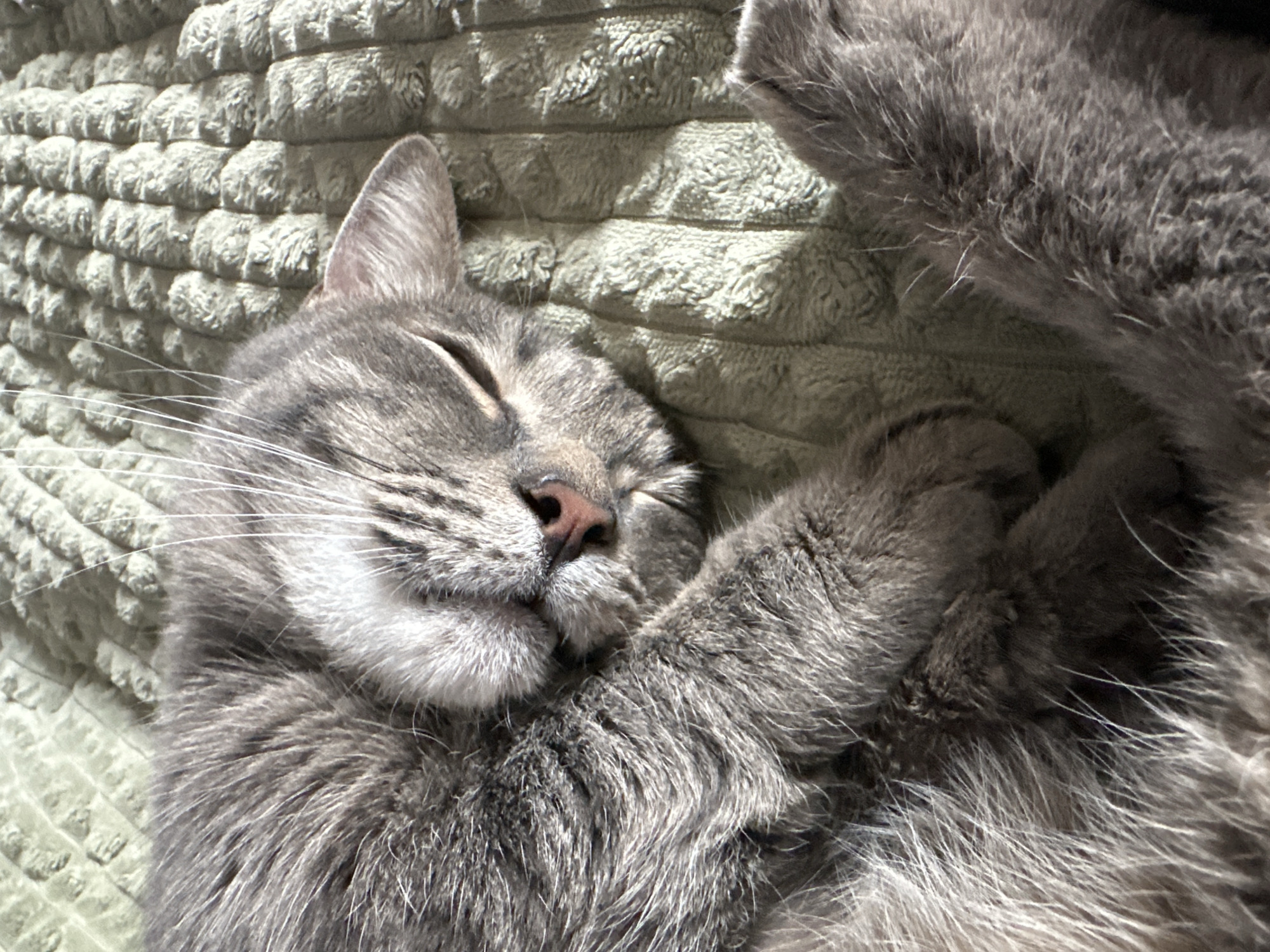 A gray tabby cat is sleeping on a textured, light green blanket. The cat is curled up with its paws near its face. The cat's eyes are closed, and its pink nose is visible. The location of the image is unknown and there is no information to suggest the location is Krasnoyarsk, Russia.
