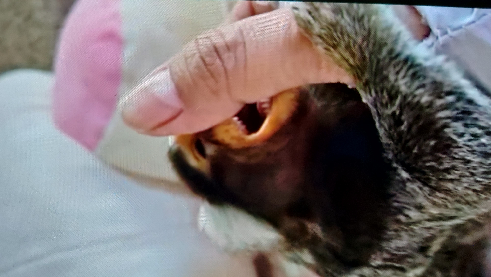 In an indoor setting, a close-up shot focuses on a small monkey being held by a person's finger. The monkey's mouth is open, revealing small teeth and a dark interior, as if it is making a vocalization or reacting to the touch. The monkey has dark fur with lighter markings around its face and a fluffy tail. The person's finger is flesh-toned with a light pink fingernail, and it is positioned near the monkey's mouth. The background is softly blurred, showing hints of a light-colored surface, possibly bedding or fabric, with a pink and white object in the upper right corner. The scene appears to be a candid moment, captured in a relaxed and personal environment.