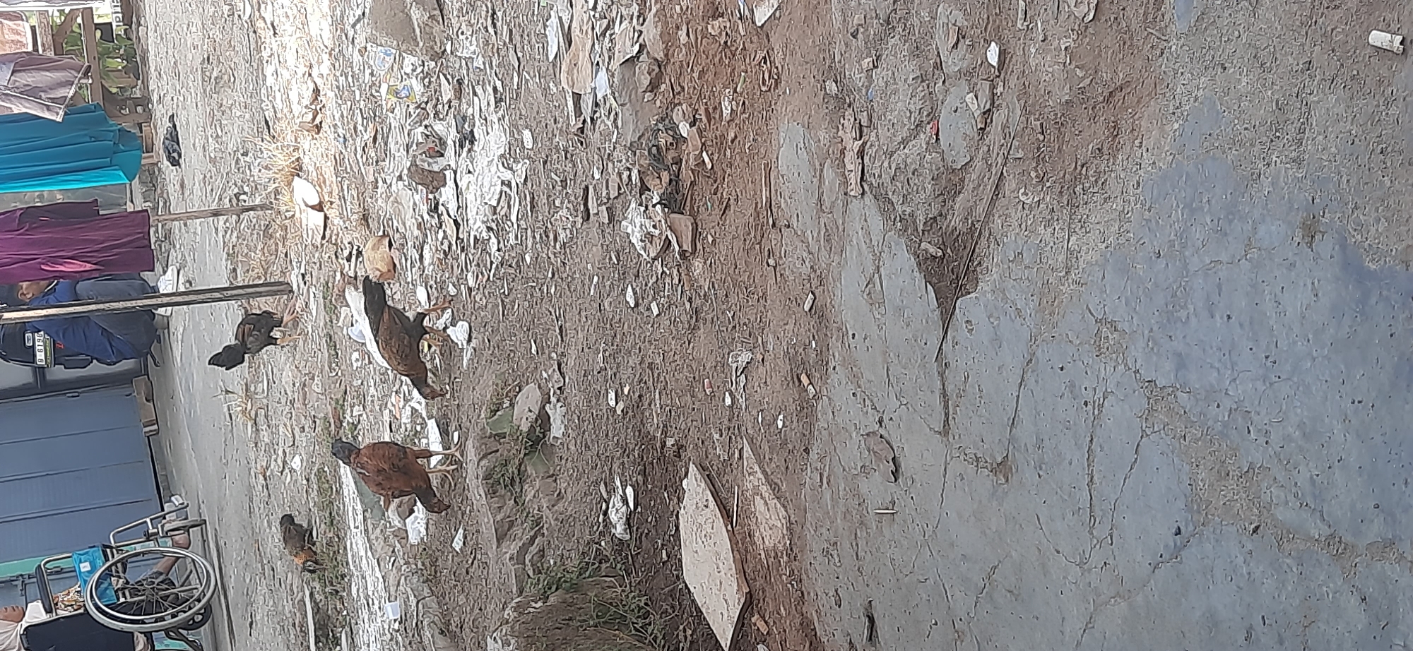 The image depicts a scene with chickens foraging in a littered outdoor area, likely in Cisauk, Indonesia. In the background, a person is seated in a wheelchair, and another person is crouched near a blue building. Clothes are hanging on a line behind the crouching person. The ground is a mix of cracked concrete and dirt, strewn with various debris, including plastic wrappers, paper, and other trash. Several chickens, some with brown and black plumage, are actively pecking at the ground. The overall environment appears unkempt and suggests a public space or the exterior of a building with significant litter.