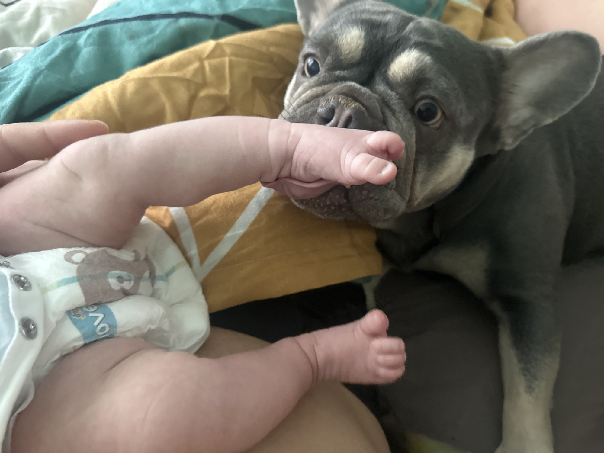 In an indoor setting, likely a bed, a French bulldog is shown interacting with a baby's foot. The dog is on the right side of the frame, looking towards the left, with its mouth open and appearing to be gently nibbling or mouthing the baby's foot. The baby's foot, on the left, is extended towards the dog. Part of the baby's leg and diaper are visible. The background consists of bedding with green and yellow patterns. The lighting is moderate, suggesting an indoor, possibly daytime, environment.