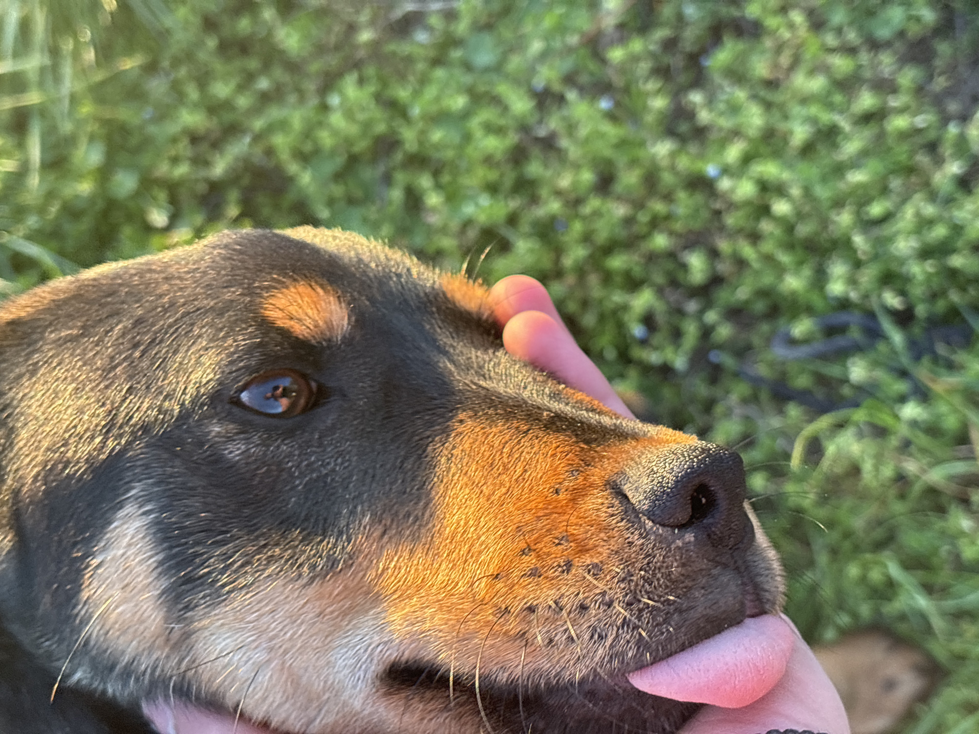 A close-up shot captures the head of a dog, predominantly black with tan markings, held gently by a human hand. The dog's tongue protrudes slightly. The background shows blurred greenery, and the shot appears to have been taken outdoors. There is no evidence this image was taken in Lehchevo, Bulgaria.