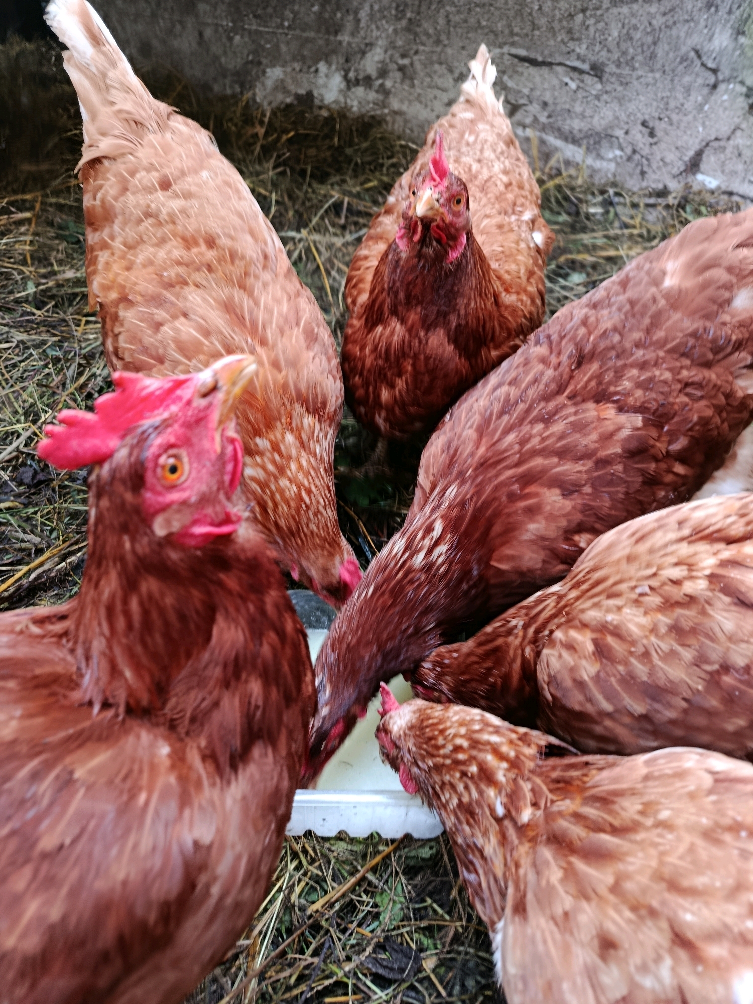A flock of brown chickens are gathered around a white trough, likely for feeding or drinking, in an outdoor environment. The ground is covered in straw and dirt, with a rough, grey concrete wall in the background. One chicken in the foreground is looking directly at the camera, its beak open as if about to peck or vocalize. Other chickens are partially visible, with their heads lowered into the trough. The image is taken from a slightly elevated perspective, looking down on the birds. The scene is consistent with a farmyard or coop area in Верея, Russia.