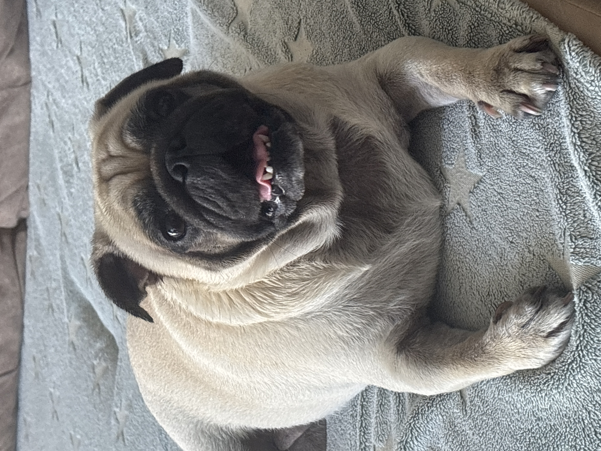 A fawn-colored pug lies on a light blue textured blanket with a subtle star pattern. The dog is positioned in the center of the frame, facing slightly to the right, with its head turned towards the camera. Its mouth is slightly open, revealing a pink tongue and uneven teeth. The pug's fur is light brown on its body and darker brown around its face and ears. Its eyes are dark and appear to be looking forward. The background consists of a blurry, upholstered surface, likely a couch or bed. The lighting suggests an indoor setting. This image was not taken in Sochi, Russia.
