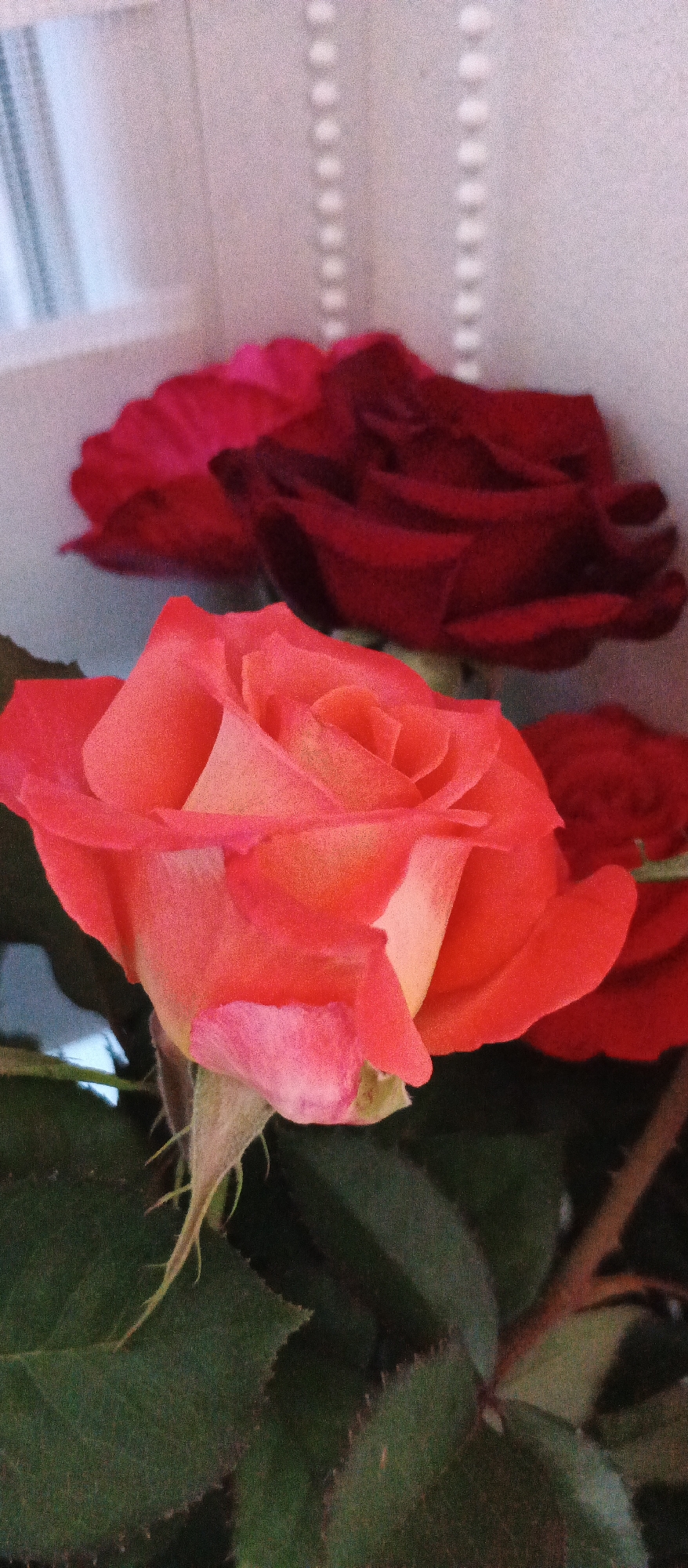 In the city of Smila, Ukraine, this image captures a close-up view of a bouquet of roses. The foreground is dominated by a vibrant coral-pink rose, its petals unfurling in a soft spiral. Behind it, a deep red rose is partially visible, its petals appearing darker and more velvety. Further back, another bloom of a similar deep red hue is out of focus. The background is a muted, light-colored surface with vertical indentations, possibly a wall or decorative panel, with a hint of natural light suggesting an indoor setting. The overall impression is one of natural beauty and gentle illumination.