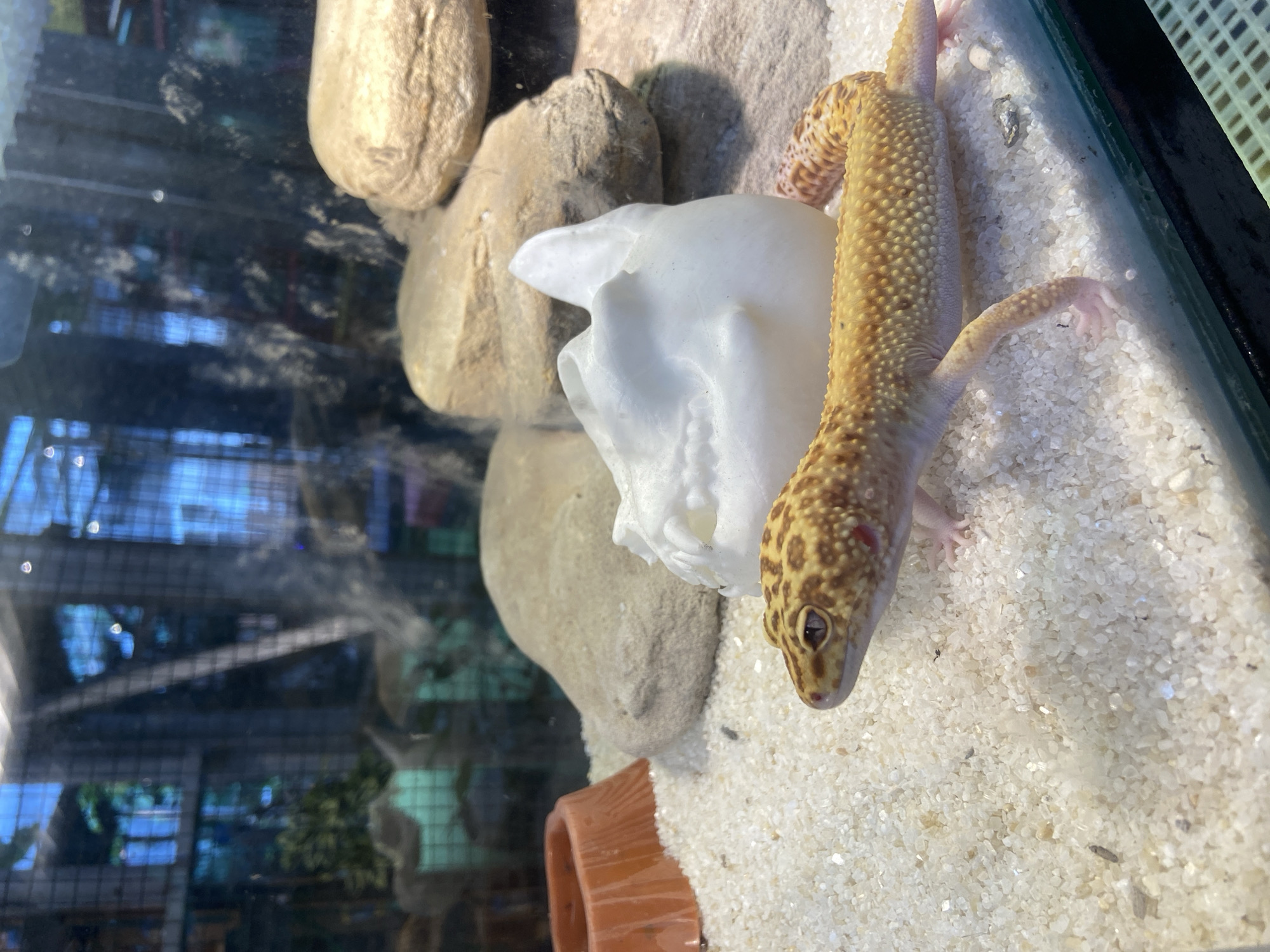 This is a close-up, eye-level, natural light photograph of a leopard gecko in a reptile enclosure. The gecko is positioned in the lower right quadrant of the frame, facing left with its head turned towards the viewer. It has a yellow and orange spotted pattern with pink toes. The substrate of the enclosure is fine white sand. In the background, there are large, light-colored rocks, and a white, hollow decorative object that resembles a skull or cave. To the left of the gecko, there is an orange feeding dish. The enclosure appears to be made of glass, and reflections from an outdoor environment with green foliage and blue sky are visible on the glass. There is no indication of the location being in Rengat, Indonesia, or any specific city.
