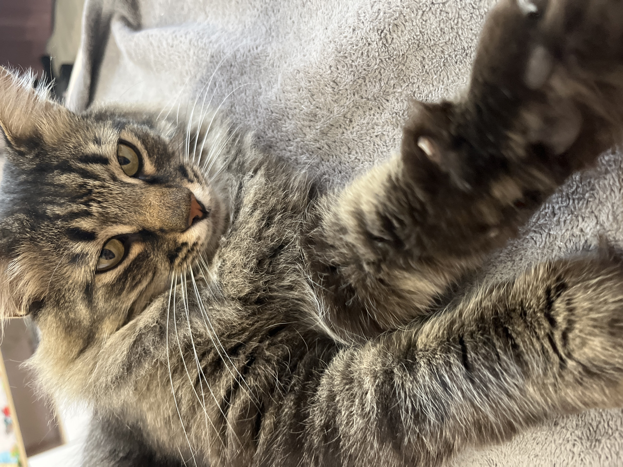 A close-up, eye-level shot shows a medium-haired tabby cat lying on a textured gray blanket. The cat's face is in focus, with its left eye visible and its right eye partially obscured. The cat has green eyes, a pink nose, and prominent white whiskers. Its fur is a mix of brown, gray, and black tabby markings, with some lighter fur around its muzzle and chest. The cat's left front paw is extended towards the camera, with its dark fur and light-colored paw pads visible. The background is blurred, showing hints of a wooden surface and a dark gray object. The image provides no information about the cat's location in the city of Krasnyye Barrikady, Russia.