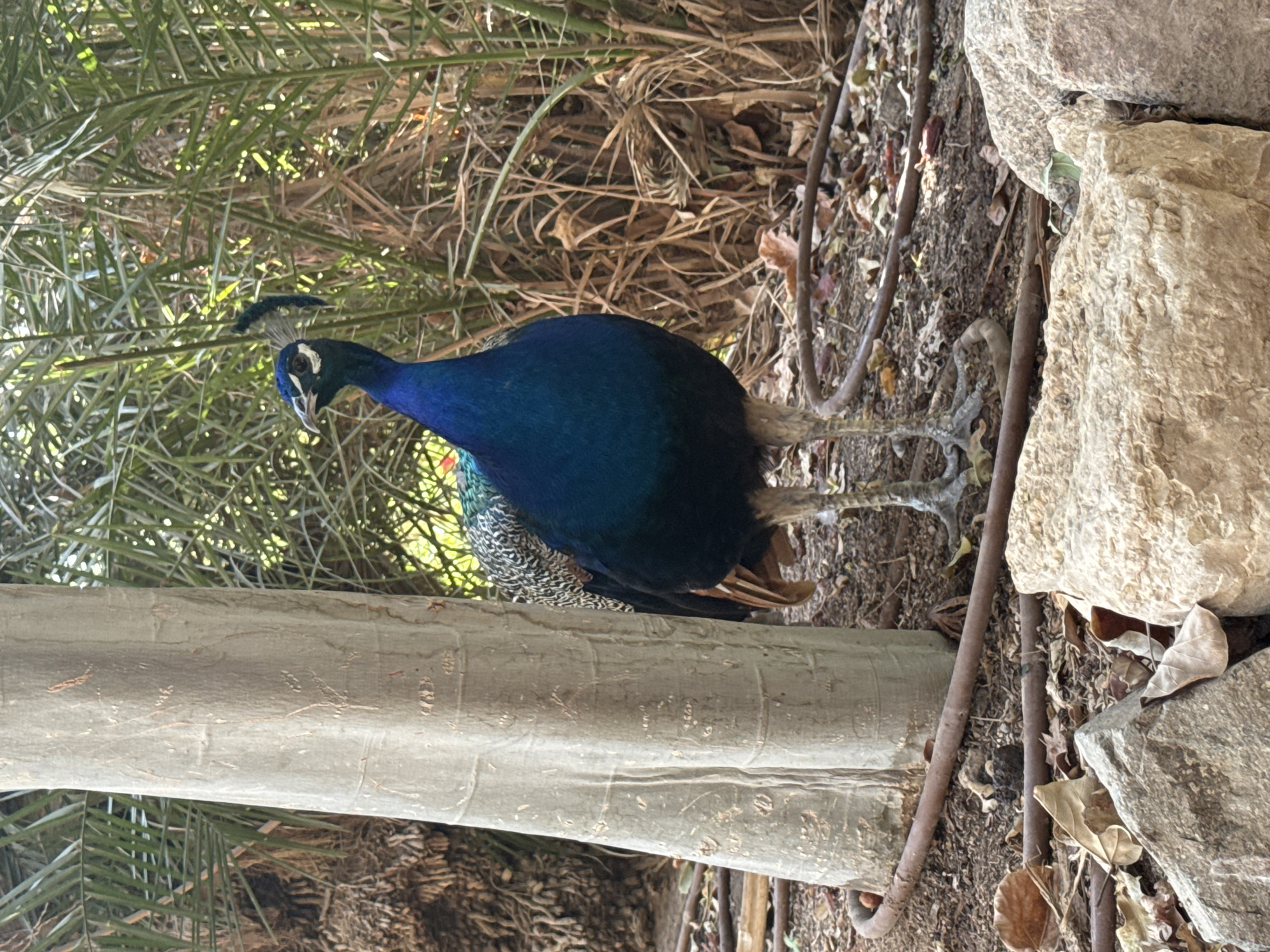 A peacock stands next to a tree trunk in a garden. The peacock is dark blue and green with a crest of feathers on its head. Its body is partially obscured by the tree. The background consists of palm trees and dry leaves on the ground. Rocks are visible in the foreground. The image is taken in Eilat, Israel, likely at the Eilat Birding Center.