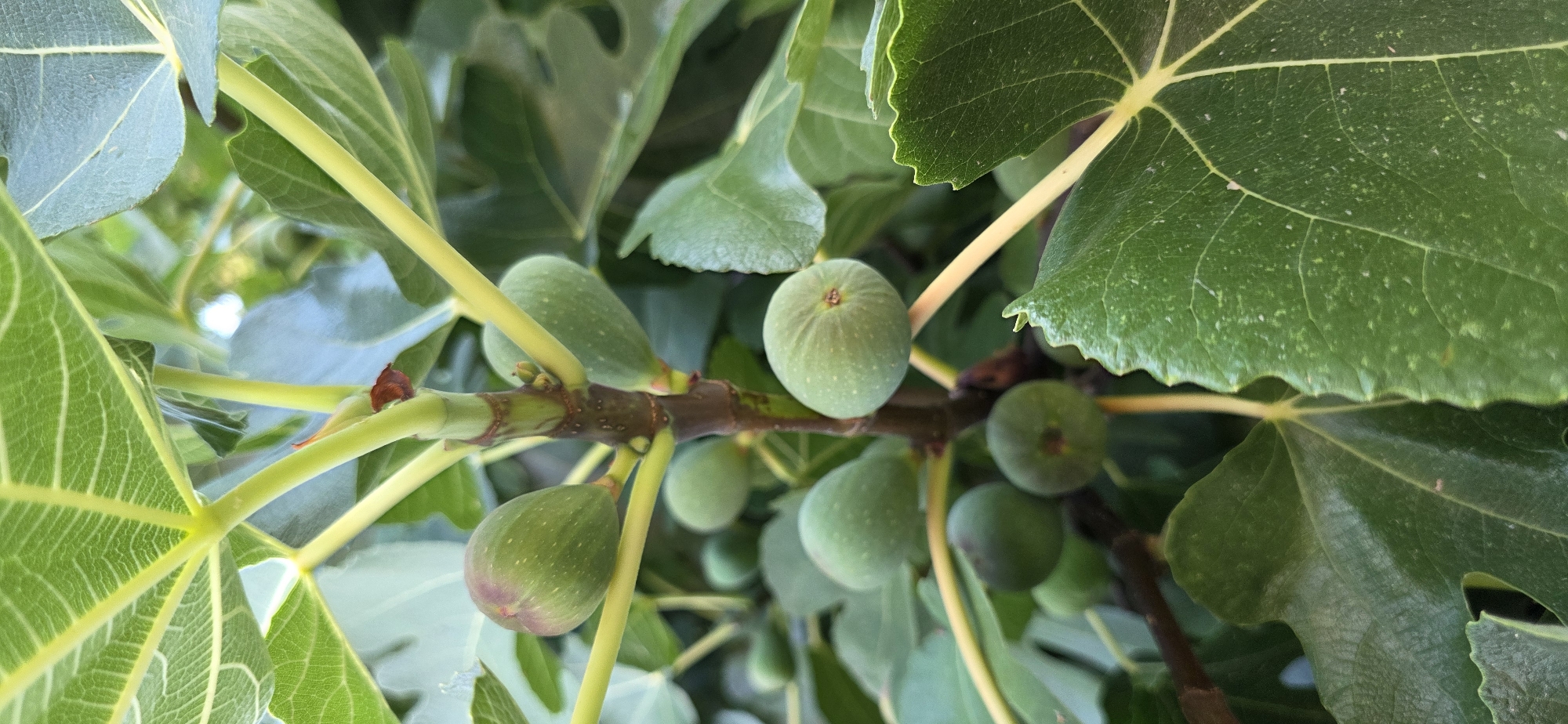 The image shows a close-up view of a fig tree branch with several green, immature figs growing among large, textured green leaves. The figs are in various stages of development, with some appearing more elongated and others rounder. The branch is a mottled brown and green, with several yellow-green stems supporting the figs and leaves. The leaves are broad and lobed, with prominent veins. The background consists of more blurred green foliage and a bright, out-of-focus light source, suggesting an outdoor setting with sunlight. There is no indication of any specific location within the city of Huesca, Spain.