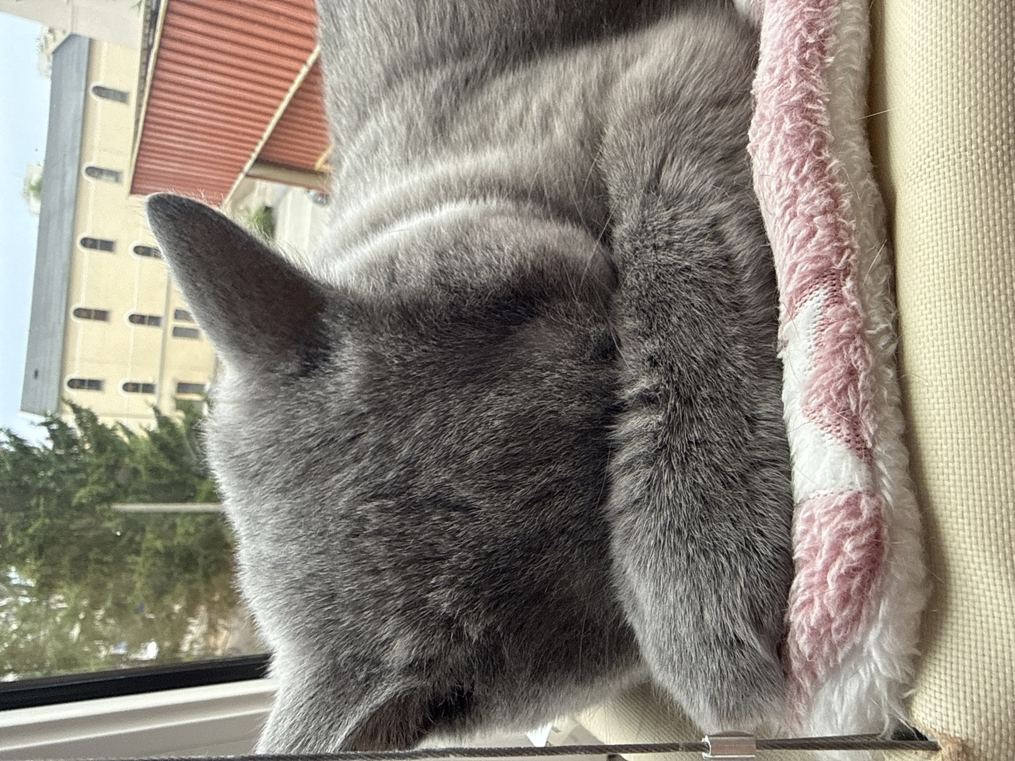 The image shows a close-up view of a grey cat's fur, curled up and sleeping. The cat is positioned in the foreground, with its head turned away from the camera. The cat's fur is a soft, even grey. Next to the cat is a pink and white striped blanket, which appears to be part of the cat's sleeping area. The cat is resting on a cream-colored surface, possibly a cushion or bed.
In the background, through a window, a building with a red tiled roof and yellow walls with arched windows is visible. Green trees are also seen outside, suggesting an outdoor setting. The lighting indicates it is daytime, likely sunny, given the brightness of the scene. The overall impression is one of peace and tranquility, with the cat enjoying a comfortable nap.
The orientation of the image is vertical, with the cat's body running from the top left to the bottom right. No visible text is present in the image. The context provided, Zielona Góra, Poland, suggests a European setting for this domestic scene.