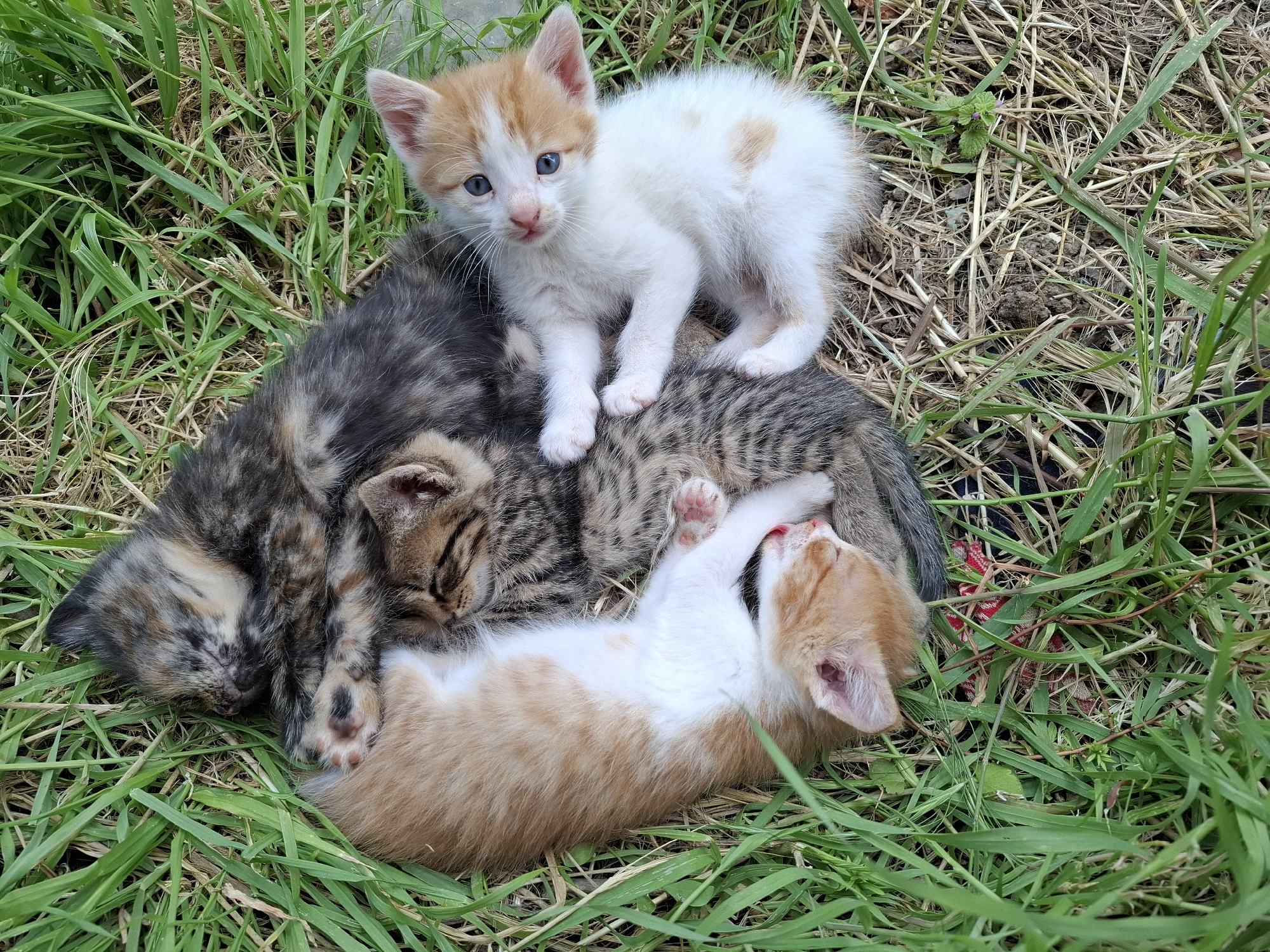 The image shows four kittens lying in grass. One kitten, predominantly white with orange patches, is standing and looking at the camera. Another kitten, with a similar orange and white coloration, is lying on its back. The other two kittens, one calico and one tabby, are curled up together. The location is Unknown, Unknown.