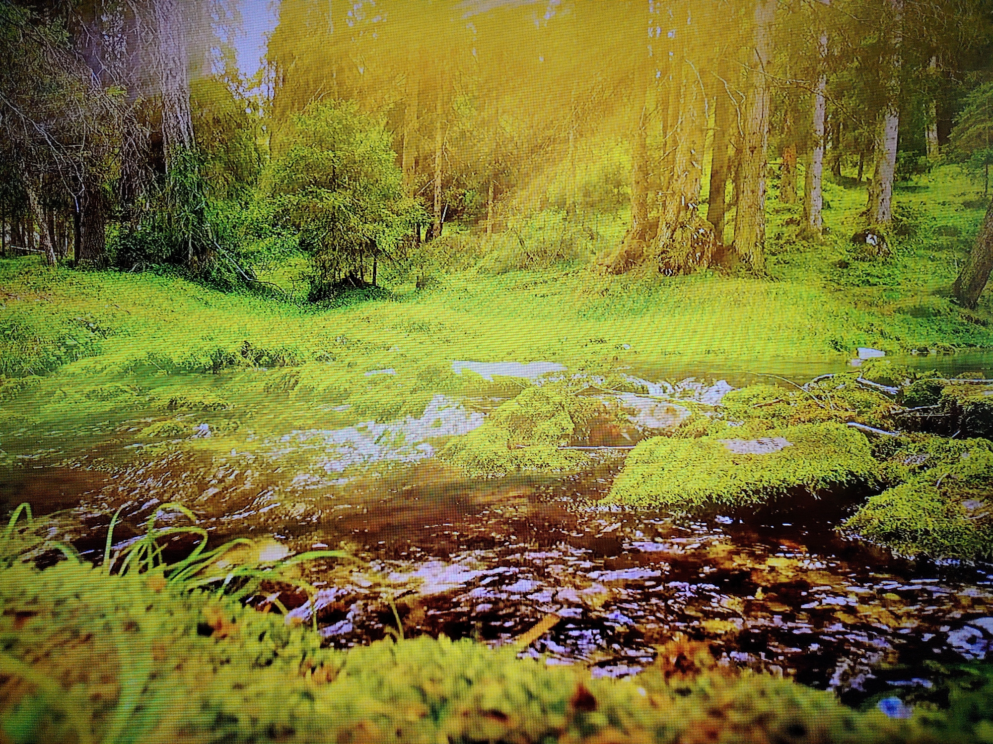 In an outdoor forest scene, a shallow, brown creek flows through lush green grass. The creek bed is visible with submerged rocks and debris. Moss-covered rocks and trees line the banks. Sunlight filters through the dense trees, casting a golden glow on the surroundings. The overall impression is a serene natural environment.