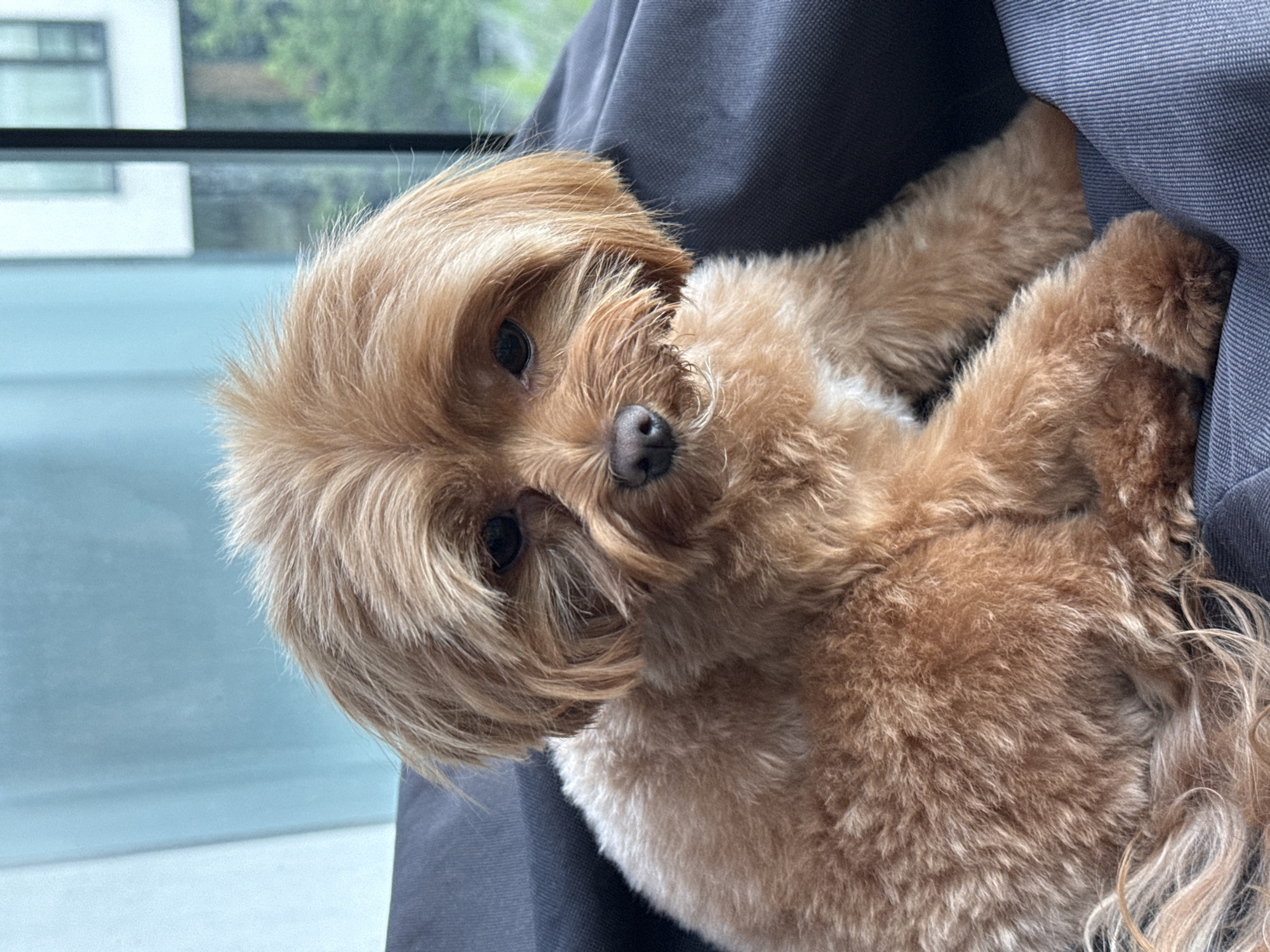 A small, reddish-brown dog with shaggy fur is sitting on a dark gray surface, likely a cushion or sofa. The dog's fur is lighter around its muzzle and legs, with some white patches on its chest. Its ears are floppy and covered in fur, and its dark eyes are looking slightly downward. Behind the dog, a large window is visible, with a blurred view of greenery and a modern building outside. The overall color palette of the image is muted, with shades of brown, gray, and a soft blue from the window. The image appears to be taken indoors, possibly in a home or apartment, with natural light coming from the window. No specific landmarks of Prague, Czechia are identifiable.