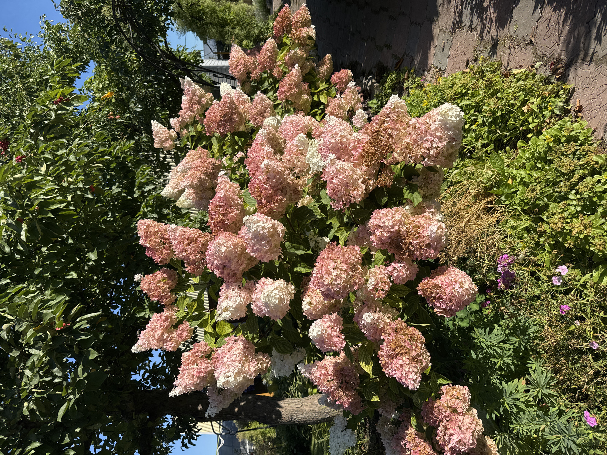 The image shows a close-up of a blooming panicle hydrangea bush in an outdoor setting. The large, cone-shaped flower clusters display a gradient of colors, transitioning from white at the tips to shades of pink and deepening to a reddish-brown on some of the older blooms. The surrounding foliage is lush and green, with some dried grass and smaller purple flowers interspersed. A brick wall with a decorative pattern is visible in the background, casting a shadow from the sun. The bright sunlight suggests it is daytime, likely late summer or early autumn, when hydrangeas are in full bloom and begin to change color. The setting appears to be a garden or yard, given the presence of plants, a tree trunk in the foreground, and a paved walkway or patio area. The image evokes a sense of natural beauty and the changing seasons. There is no visible text in the image.