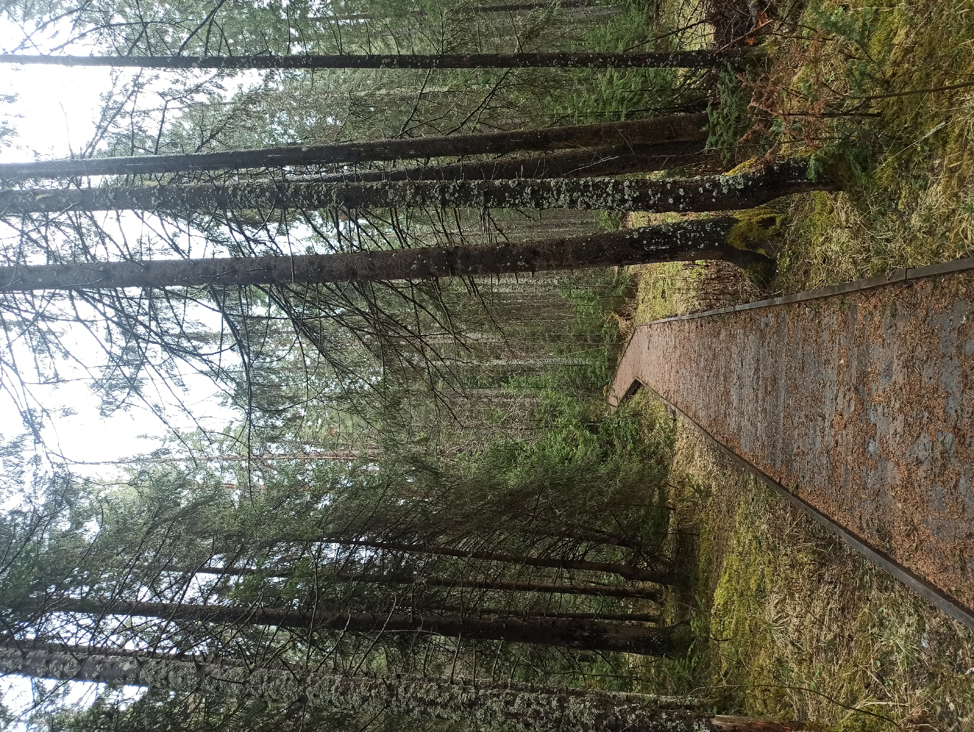 The image depicts a tranquil forest scene featuring a wooden boardwalk winding through dense evergreen trees. The setting is identified as Zyuratkul', Russia.
The primary subjects are the tall, slender conifer trees that line both sides of the pathway, creating a tunnel-like effect. Their dark trunks are visible, some covered with patches of light green lichen, and their branches form a thick canopy overhead, through which glimpses of a bright, possibly overcast, sky can be seen. The forest floor alongside the boardwalk is covered with lush green moss and dried grasses, indicating a damp environment.
The main object is the boardwalk itself, constructed from dark, weathered wood planks. It appears to be slightly damp or covered with some natural debris, like pine needles. The pathway gently curves towards the right as it recedes into the background, drawing the viewer's eye deeper into the forest.
No people are visible, suggesting a peaceful and undisturbed natural environment. There is no specific activity taking place, but the boardwalk implies it is a walking trail for hikers or nature enthusiasts.
Notable details include the diffused daylight, which filters through the dense tree cover, creating soft illumination without harsh shadows. The overall atmosphere is one of serenity and natural beauty. There is no visible text in the image.
