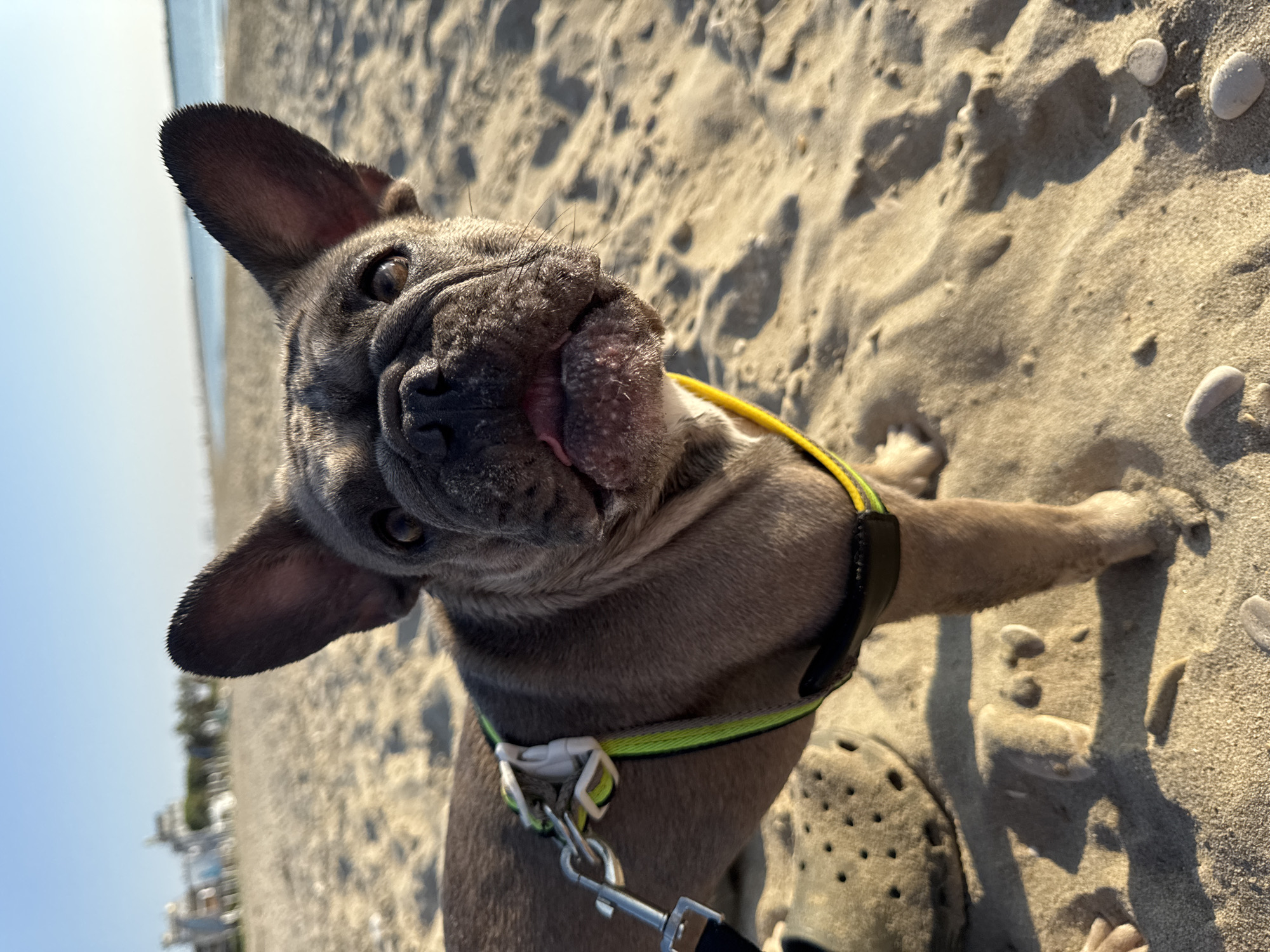 A French bulldog is looking up at the camera on a sandy beach. The dog has short, dark fur and is wearing a black harness with bright yellow and green trim. A leash is attached to the harness and extends out of frame. The dog's tongue is slightly visible. The sand is light brown and appears damp in some areas. There are small white pebbles scattered on the sand. In the background, the ocean is visible, appearing calm and blue under a clear sky. Further in the distance, there are some blurry buildings or structures. The sun is casting shadows on the sand, suggesting it is daytime, likely late afternoon or early morning due to the angle of the light. The overall scene evokes a relaxed and pleasant atmosphere, likely a dog enjoying a day at the beach. The image is taken at an upward angle, with the dog filling a significant portion of the frame.