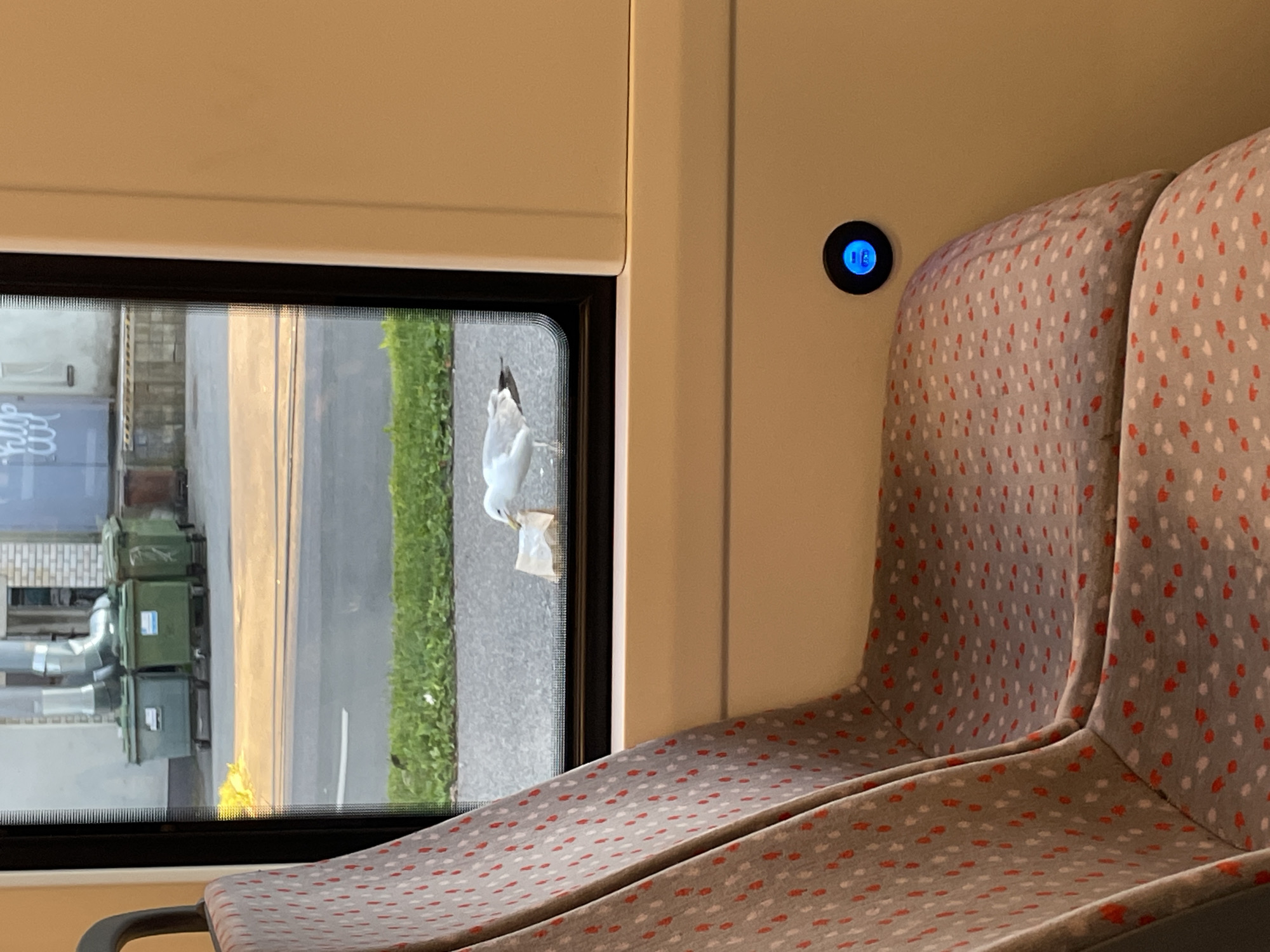 The image depicts the interior of a tram in Tallinn, Estonia, seen from the perspective of a passenger. In the foreground, a patterned tram seat with red and white dots is visible. Through the window, a seagull is seen pecking at a piece of paper on the asphalt outside. Beyond the seagull, several green dumpsters are situated next to a building with metallic pipes and graffiti. The lighting suggests it is daytime, with sunlight casting shadows. A blue illuminated USB port is visible on the wall of the tram.