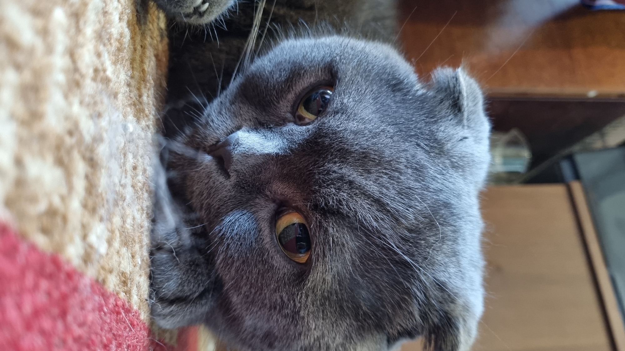 A close-up, eye-level shot shows the face of a grey Scottish Fold cat lying on a rug with red and beige stripes. The cat's ears are folded forward, and its eyes are open and yellow. The cat's nose and mouth are visible, as well as its whiskers. The background is blurred, showing a wooden surface and a dark object. The image appears to be taken indoors.
