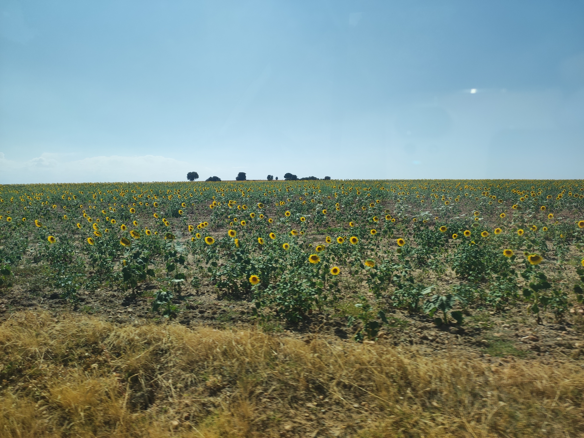 A wide, horizontal, eye-level outdoor shot shows a vast field of sunflowers stretching towards the horizon. The sunflowers, predominantly yellow with dark centers, are in various stages of bloom and fill the midground. The ground beneath them is dry and patchy, with some visible stones and soil. A blur of dry, golden grass occupies the foreground, suggesting movement. In the distance, a line of dark green trees stands silhouetted against the bright, pale blue sky, which has a subtle haze and a faint reflection near the top. There are no people or animals visible in the scene. The overall impression is of a rural landscape under a bright, clear sky.