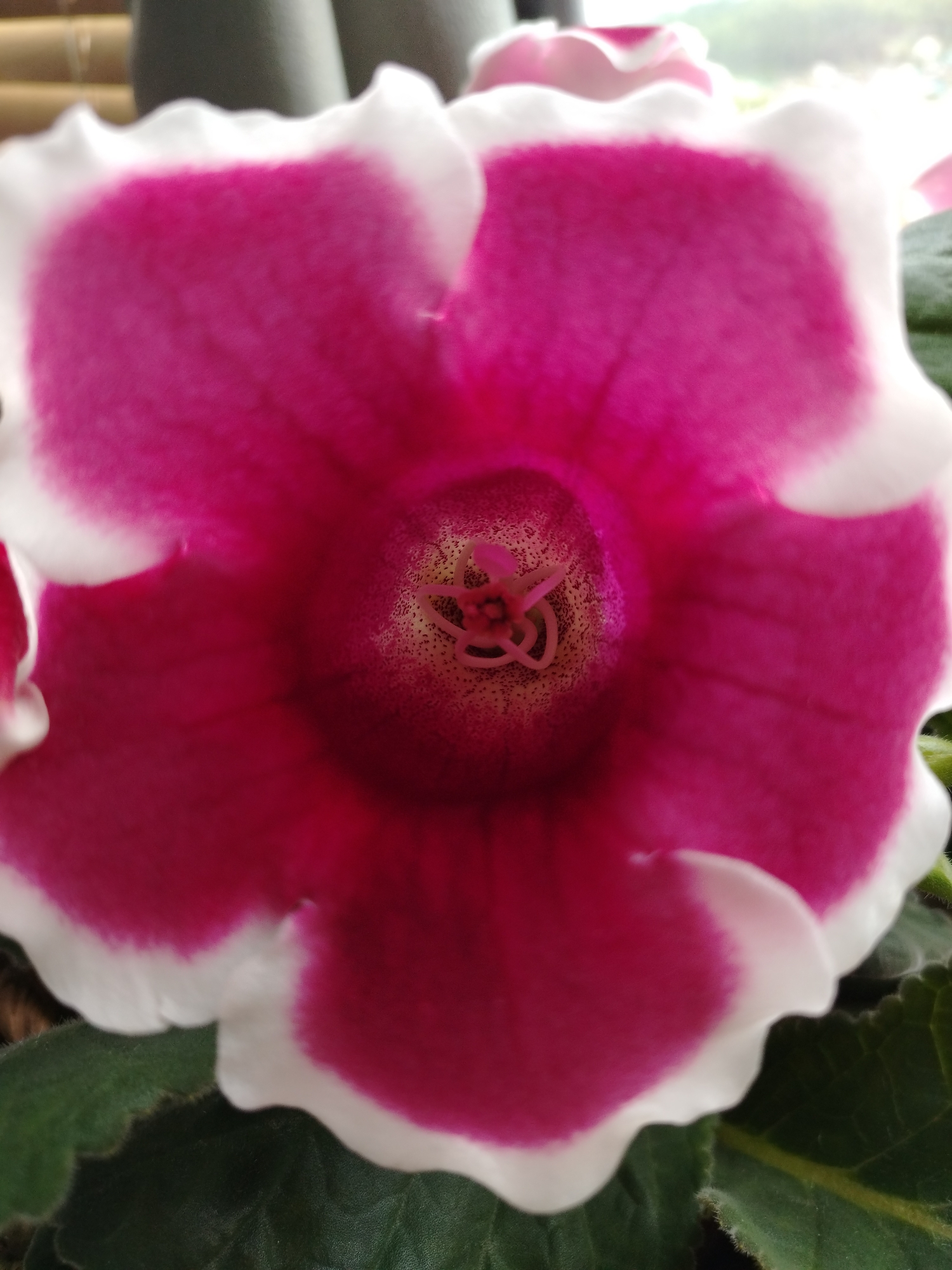 A close-up, eye-level shot focuses on the center of a vibrant pink and white flower. The flower's petals are edged with white, transitioning to a deep pink further inward. The center of the bloom reveals delicate stamen structures and a speckled interior. The flower is surrounded by dark green, textured leaves. The background is blurred, showing hints of vertical, neutral-colored objects and a bright, indistinct outdoor scene. The location is Unknown, Unknown.