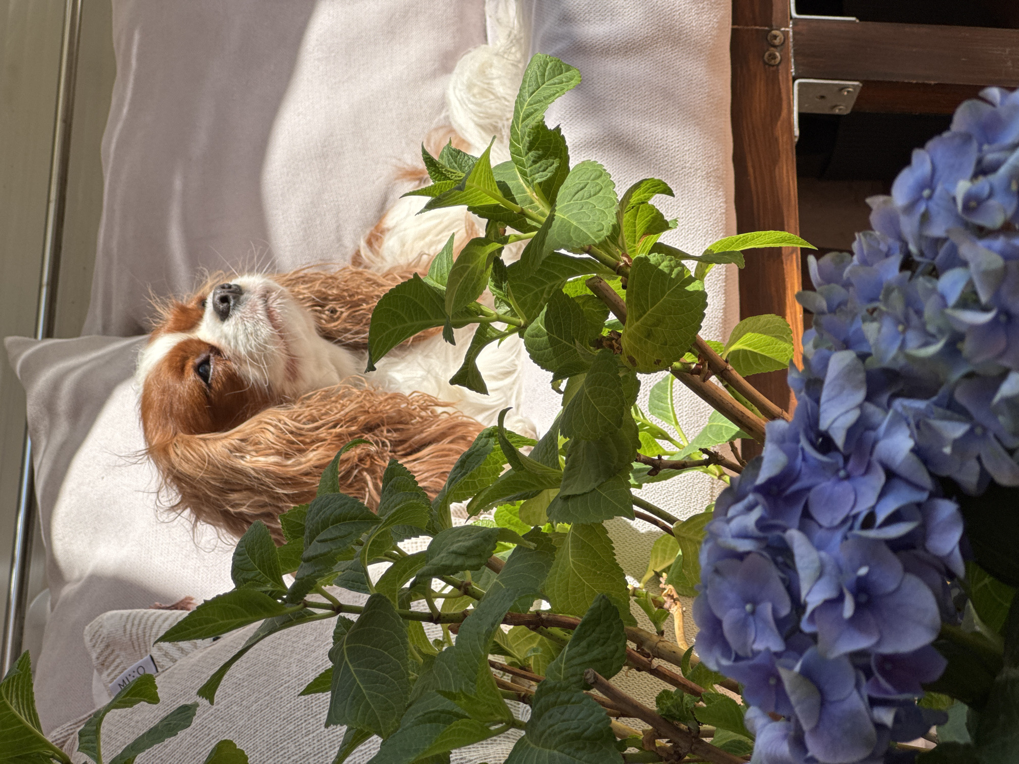 This media file captures a tranquil scene on a sunny day, set in Budva, Montenegro. The main subject is a tan and white Cavalier King Charles Spaniel, comfortably resting on its back or side on a light-colored, possibly linen or cotton, cushion. The dog's head is tilted upwards, eyes closed or partially open, indicating it is relaxed or sleeping peacefully. Its chest and belly are visible.
In the foreground and partially obscuring the view, there is a vibrant green plant with several broad leaves and a cluster of soft blue hydrangea flowers. The plant adds a natural, fresh element to the scene. Bright natural sunlight illuminates the setting, casting highlights on the dog's fur and the textured fabric, and creating subtle shadows.
Behind the dog, more of the light-colored fabric is visible, suggesting a comfortable lounge chair or bed. To the upper right, a wooden structure, possibly part of a window frame or balcony railing, is visible, featuring screws and a metal bracket. On a tag or label attached to the cushion in the lower left of the frame, the word "MISO" is clearly visible in dark lettering. The overall atmosphere conveyed is one of peacefulness and comfort in a bright, sunlit domestic or semi-outdoor space.